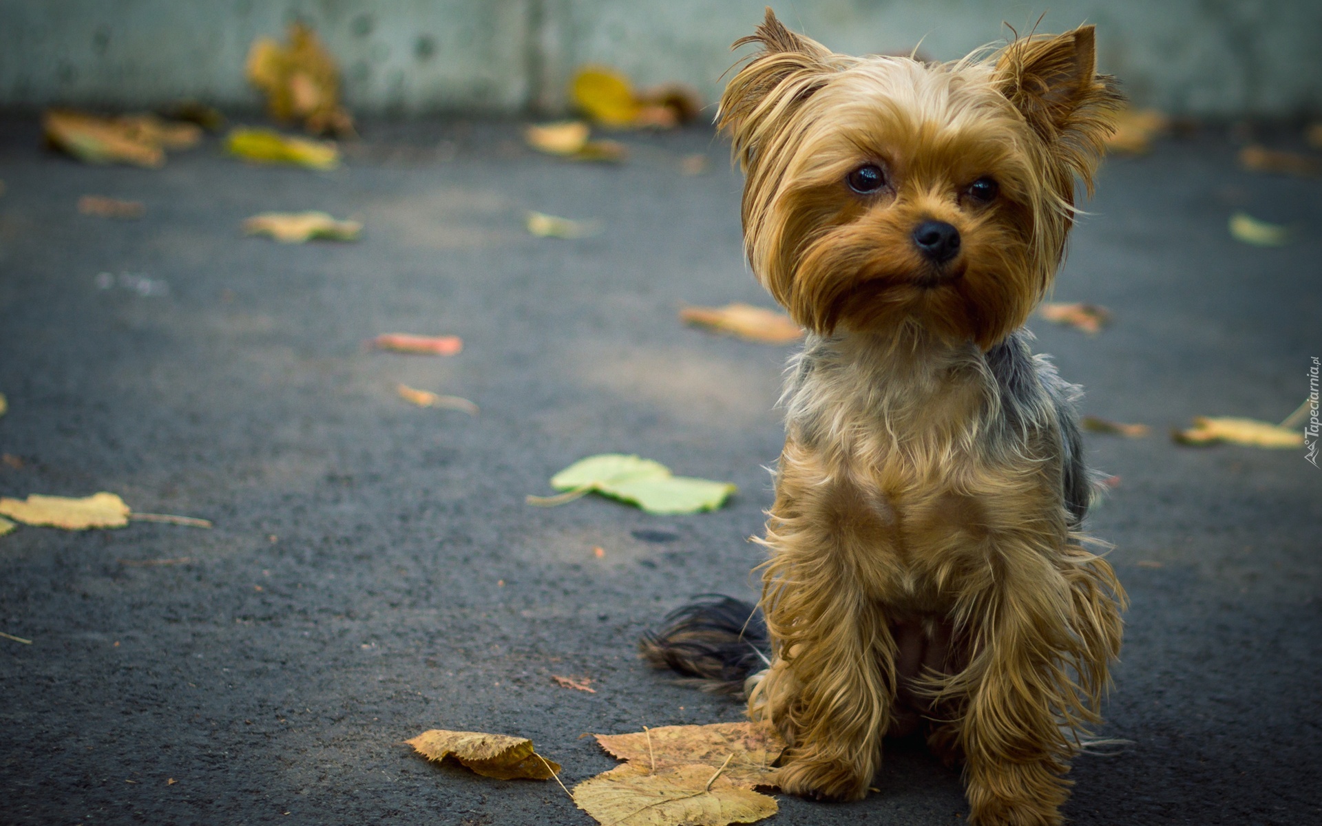 Szczeniaczek, Yorkshire Terrier, Ulica, Liście