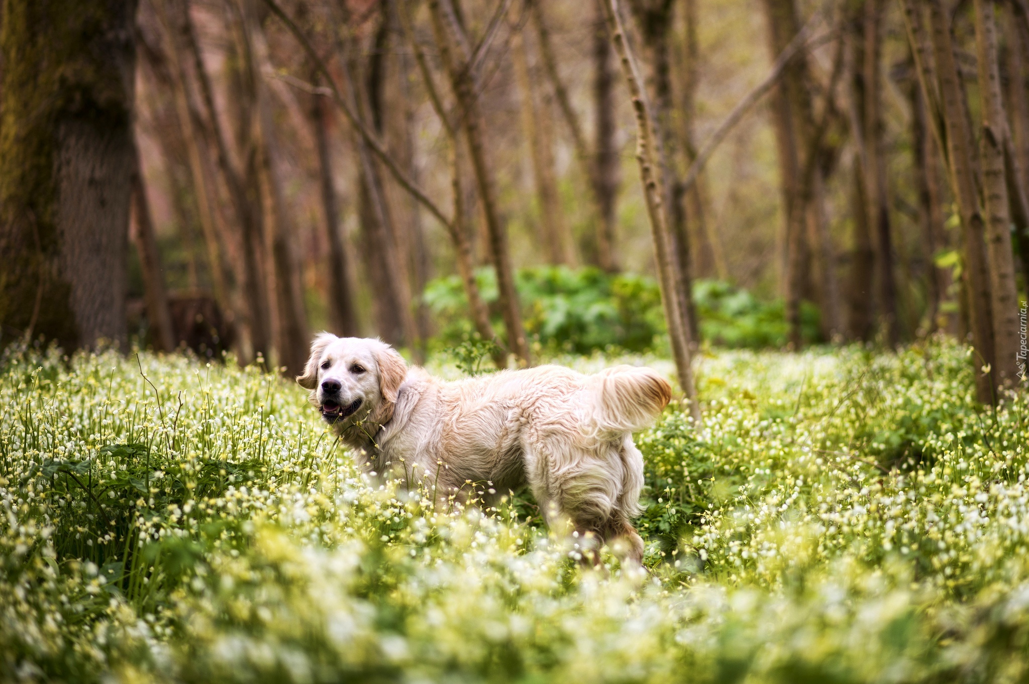 Golden Retriever, Łąka