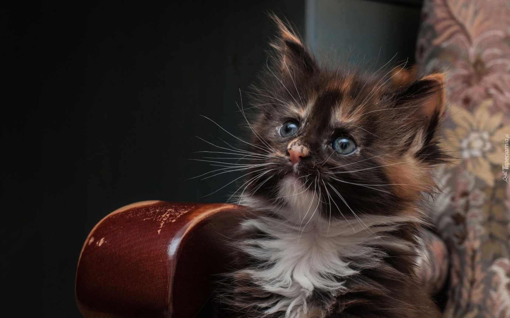 Maine coon, Kot, Kotek