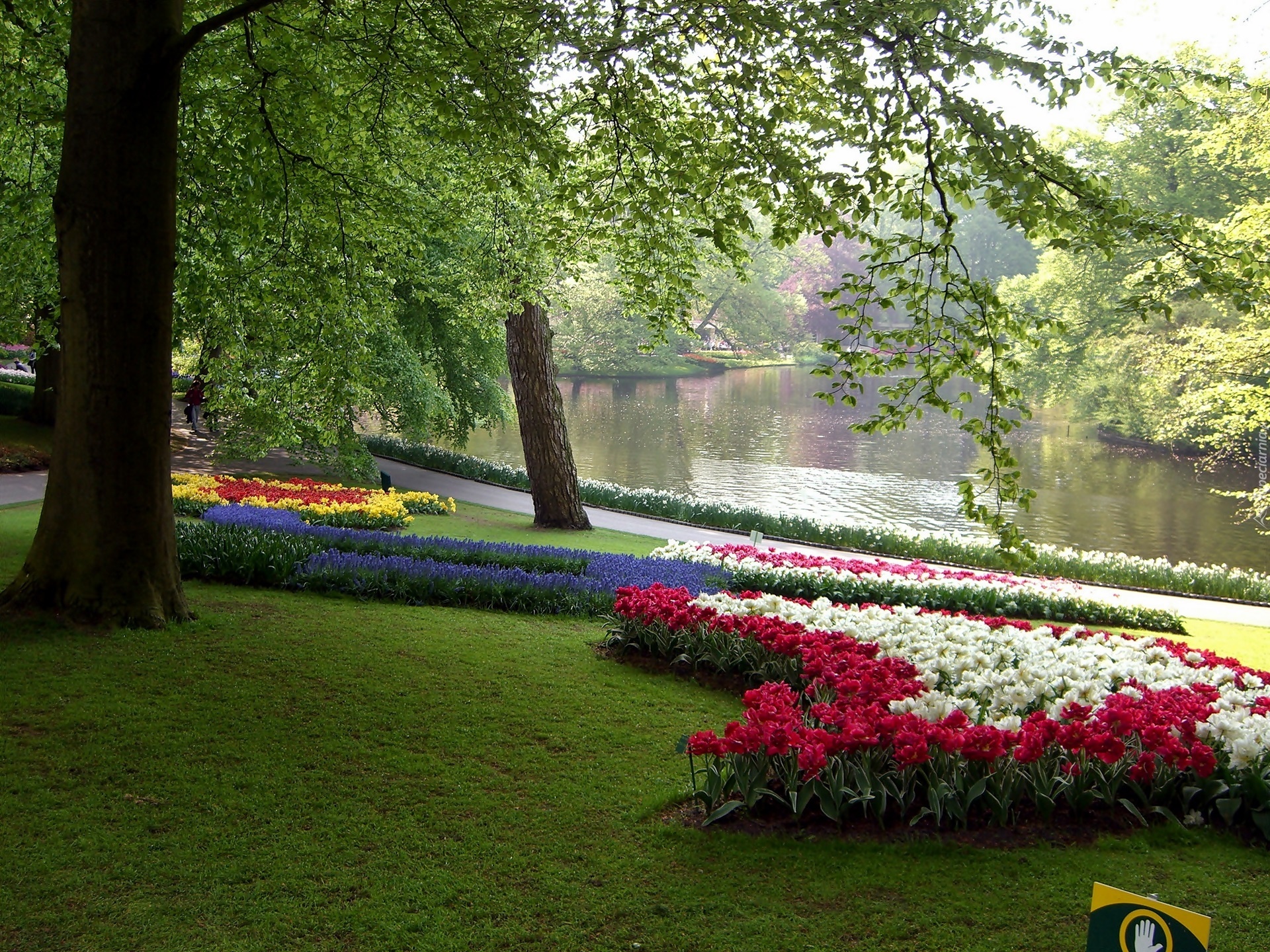 Park, Kaukenhof, Lisse, Wiosna, Kwitnące, Kwiaty