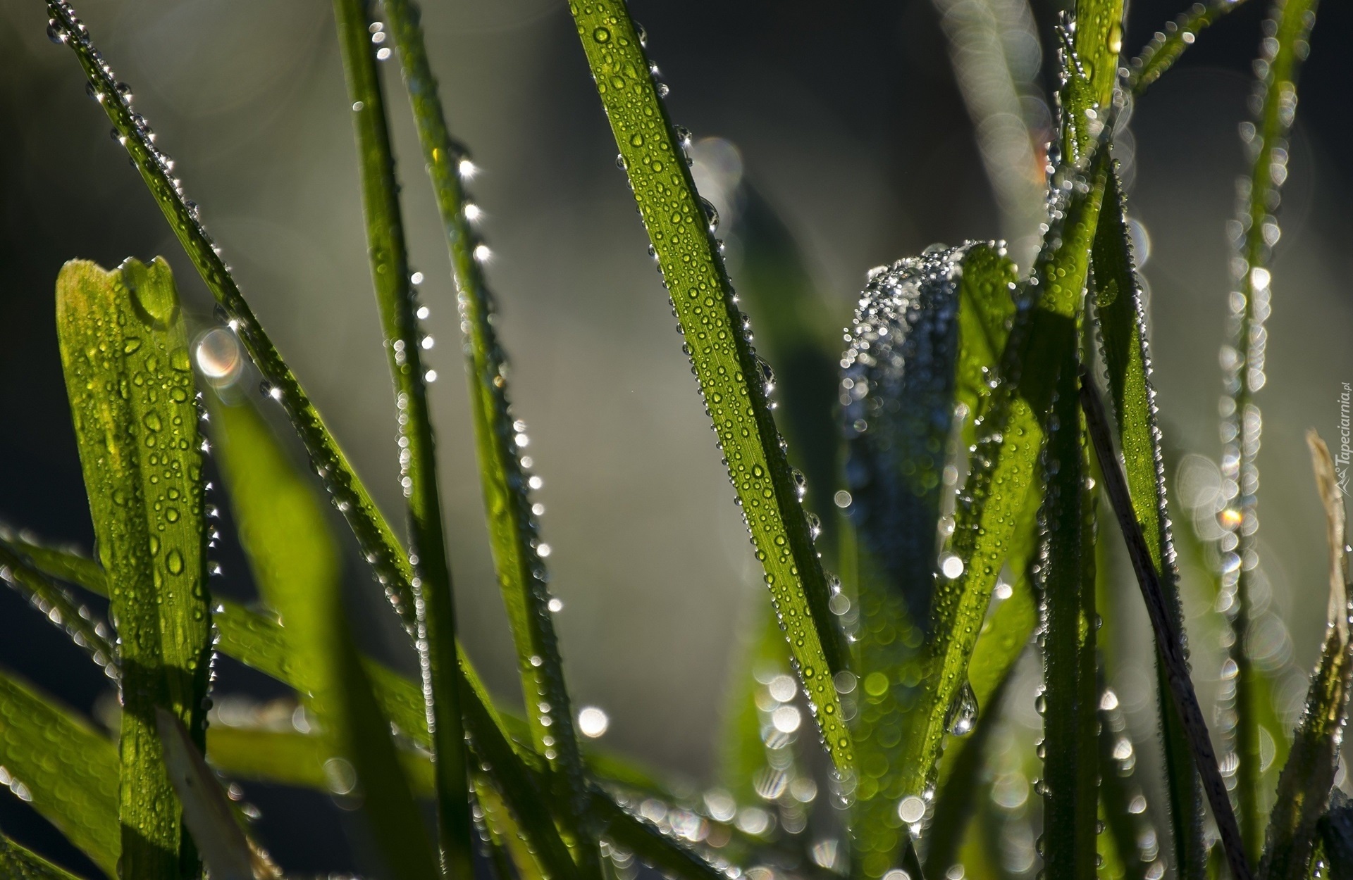 Trawa, Krople, Makro, Bokeh