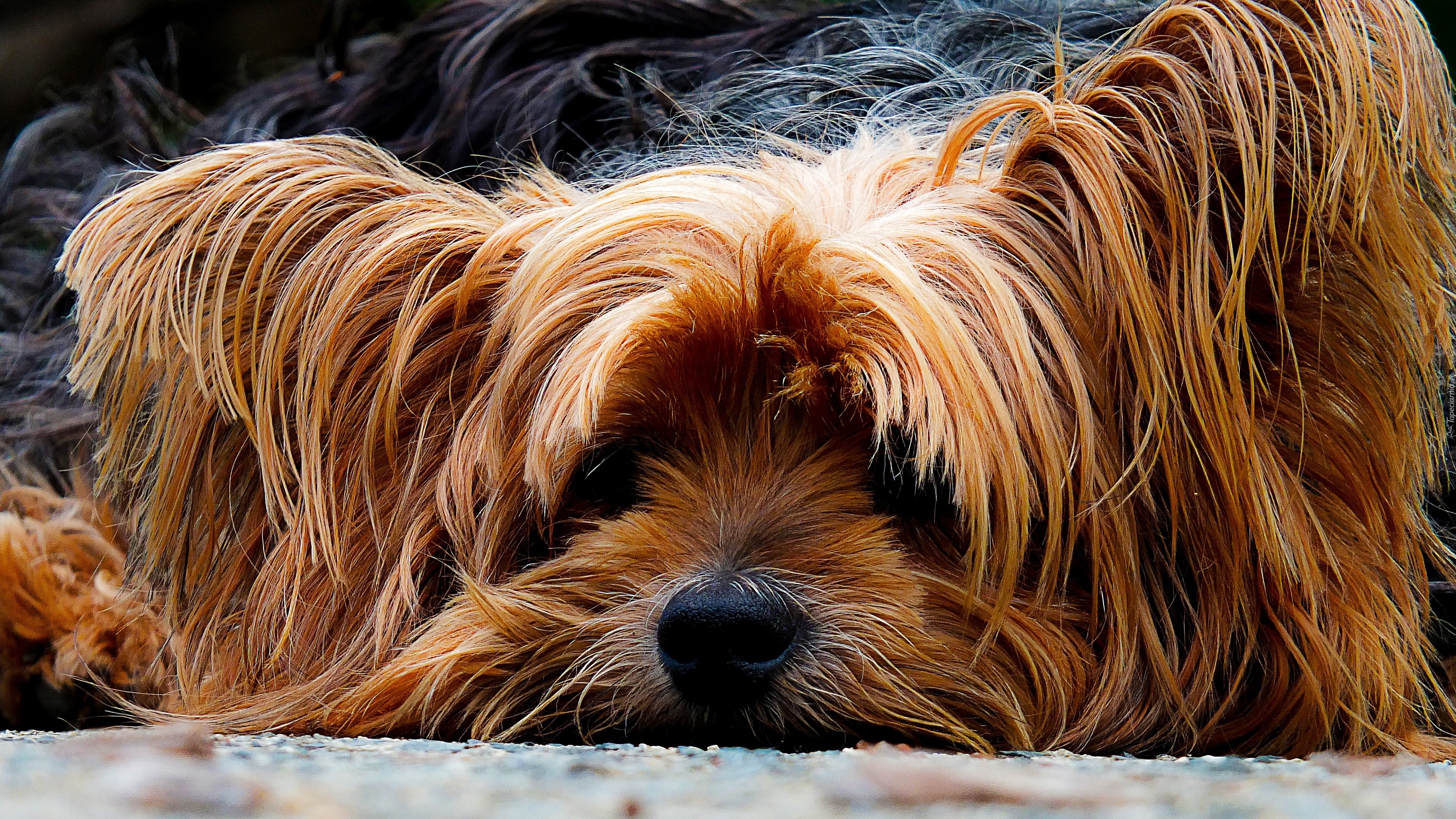 Smutny, Piesek, Yorkshire, Terrier