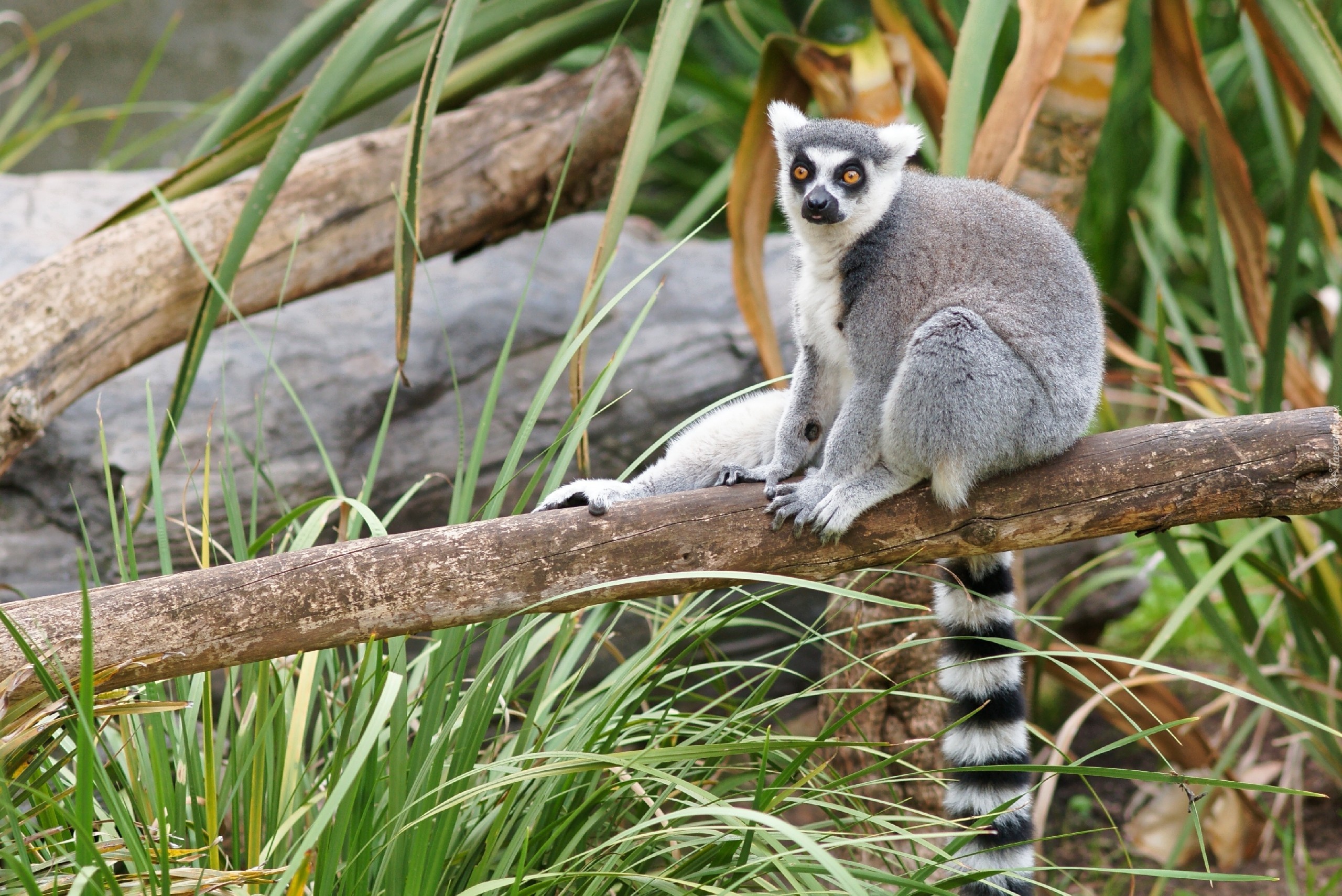 Lemur, Konar, Trawa