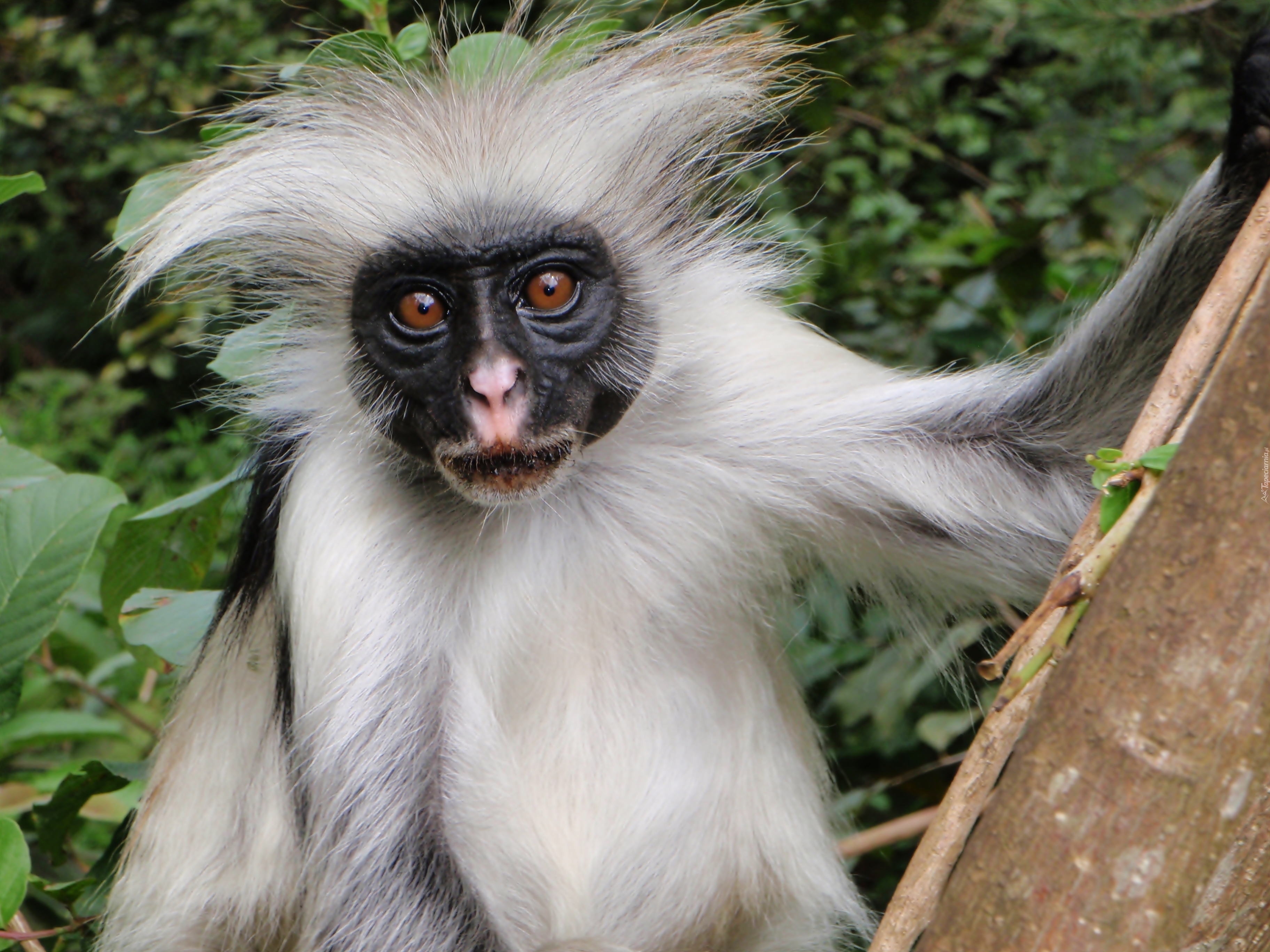 Małpka, Colobus