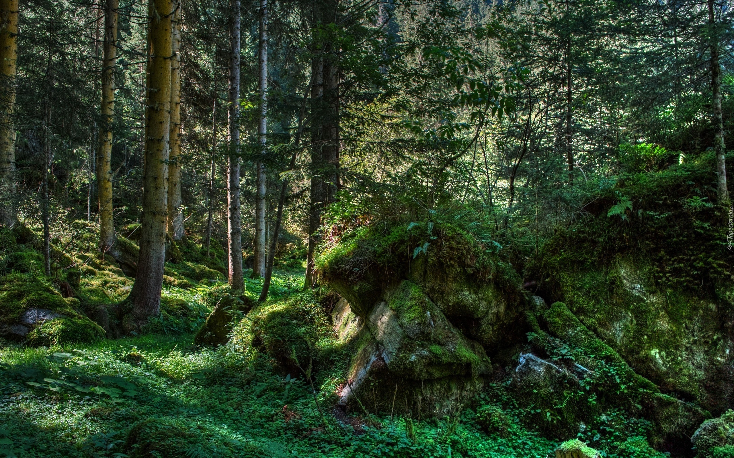 Las, Kamienie, Rośliny