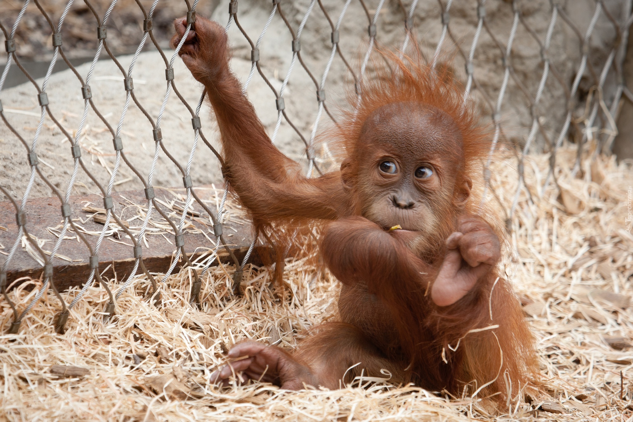 Młody, Orangutan