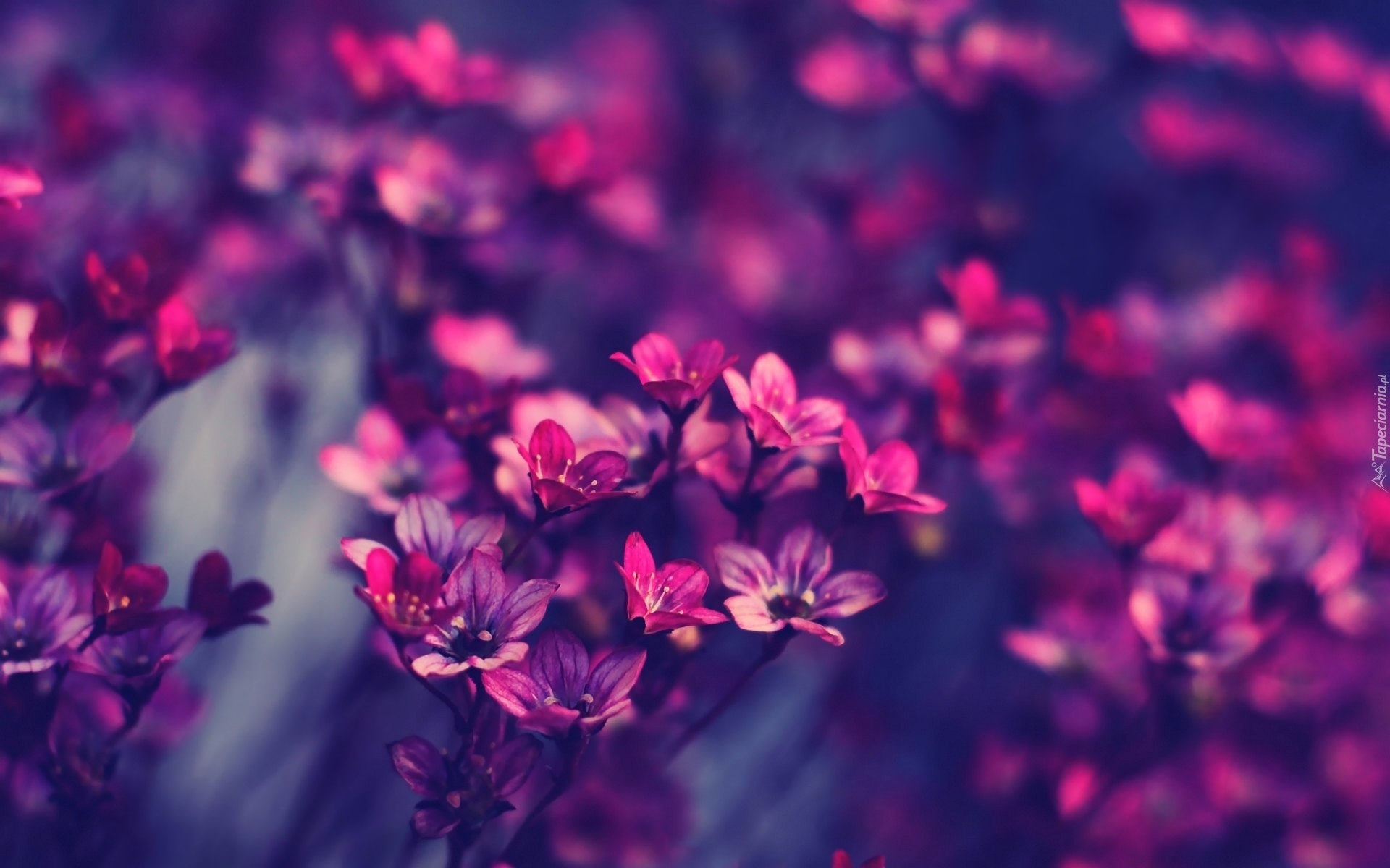 Drobne, Purpurowe, Kwiatki