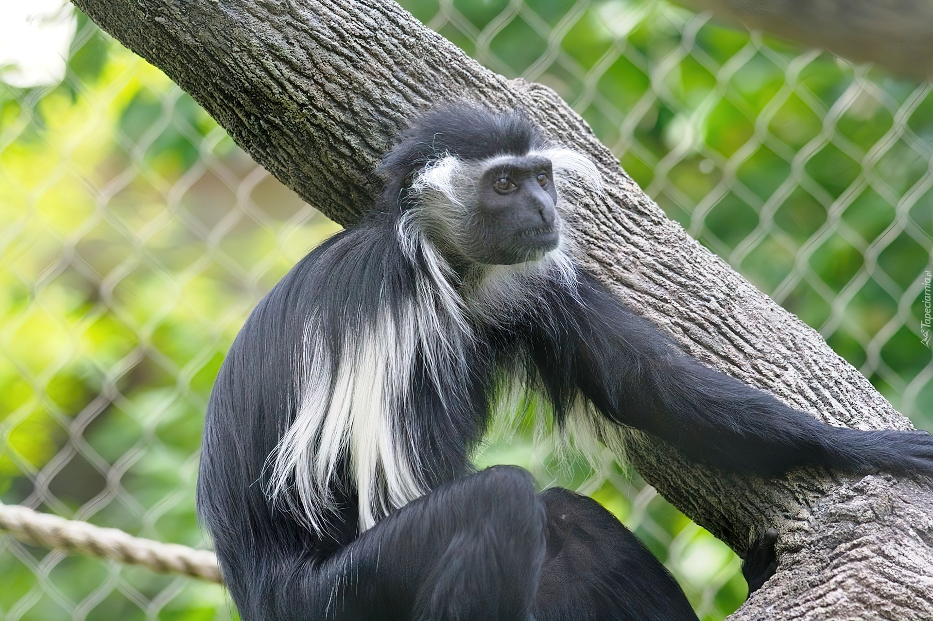 Małpa, Colobus, Konar