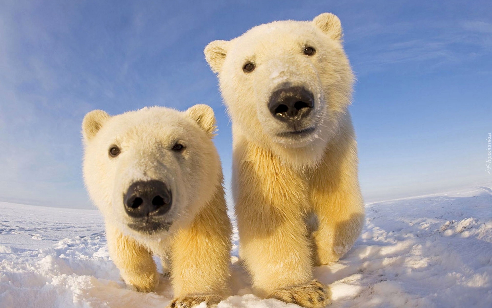 Niedźwiedzie, Polarne, Śnieg, Zima