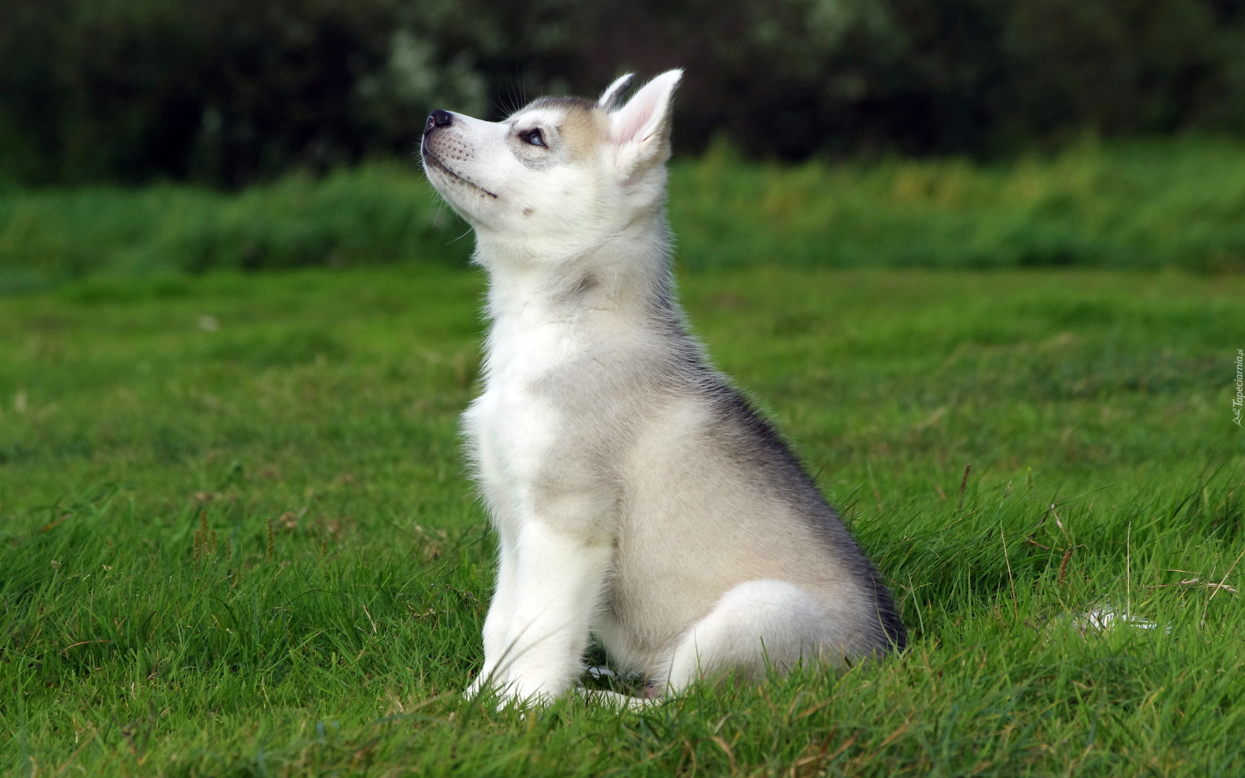 Łąka, Trawa, Szczeniak, Husky, Piesek