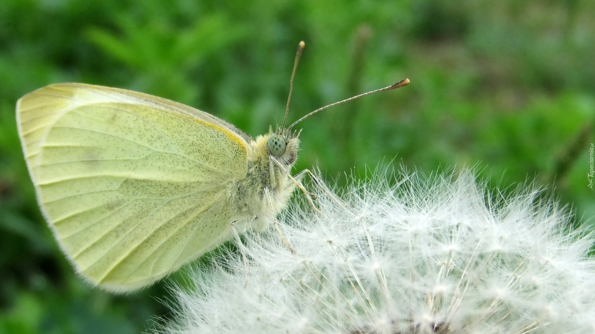 Motyl, Mniszek, Mlecz