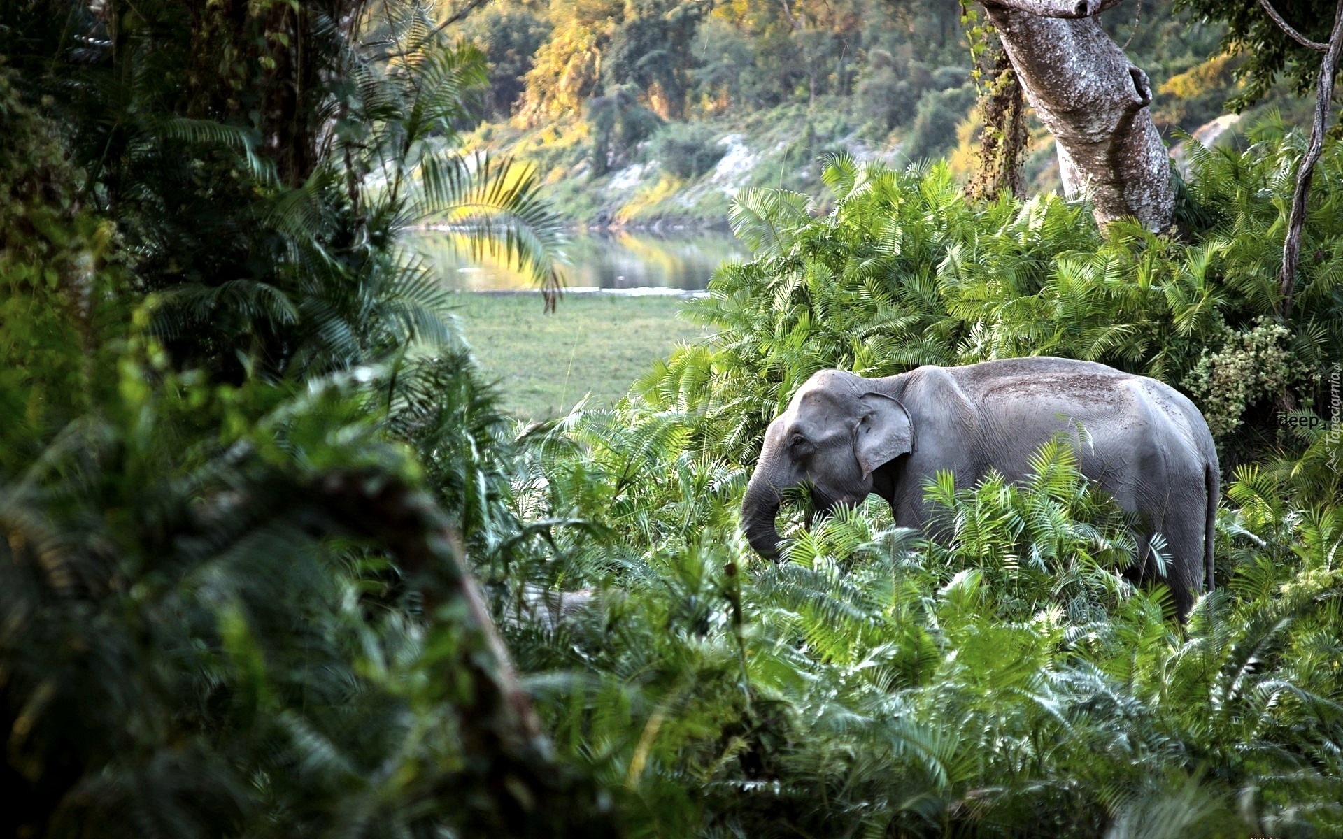 Słoń, Dżungla