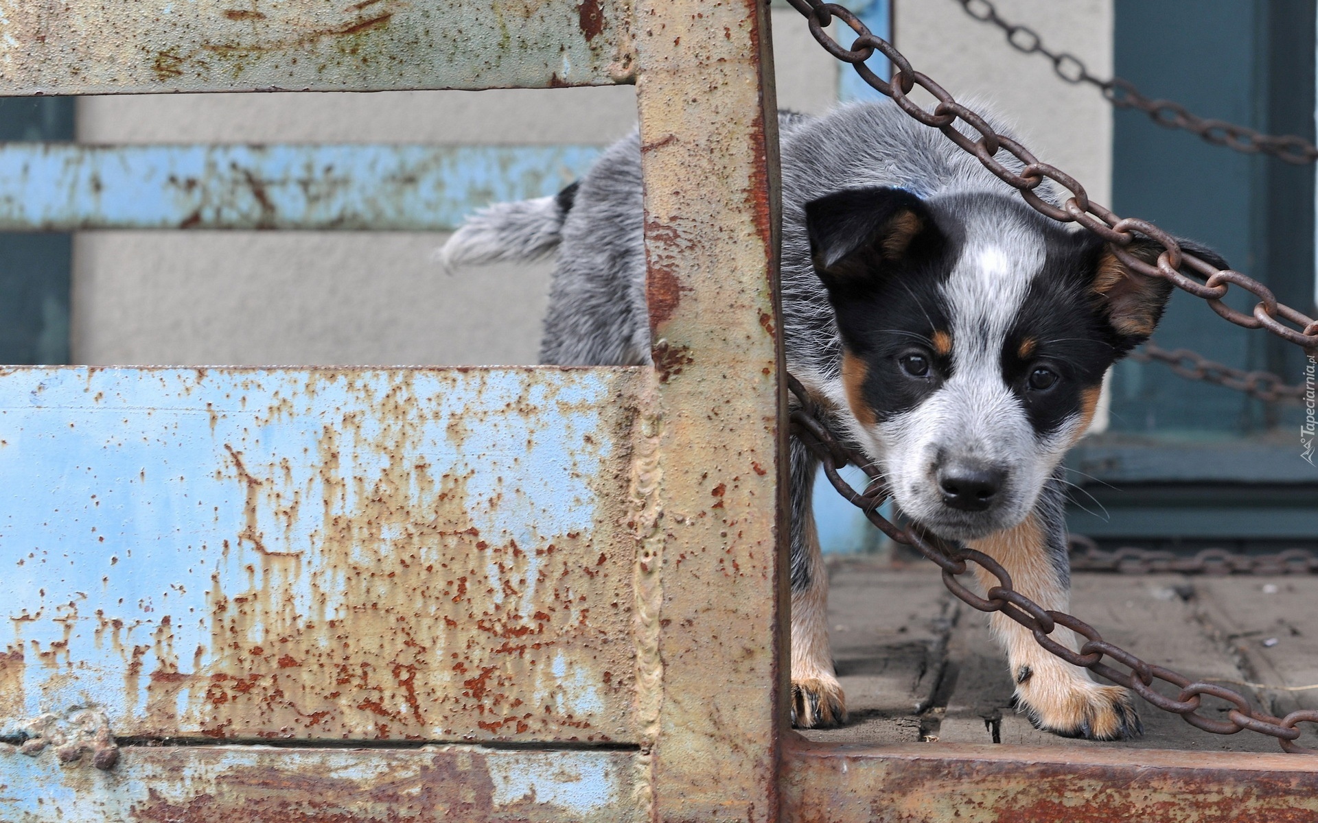 Australian cattle dog