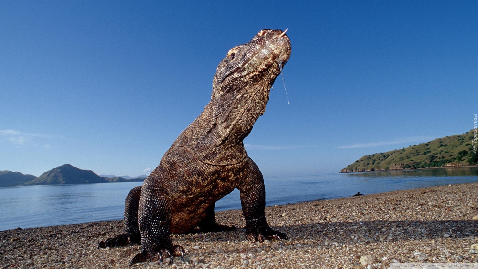 Waran, Komodo, Indonezja