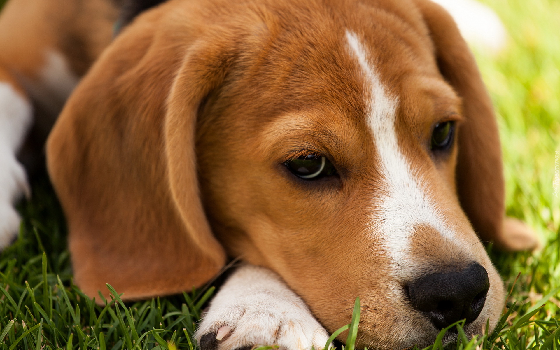 Beagle, Łąka, Wypoczynek