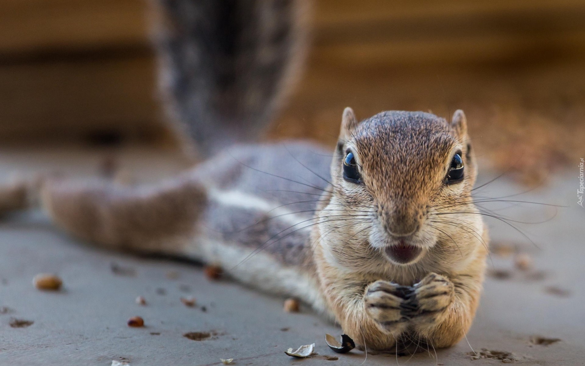 Chipmunk, Łapki