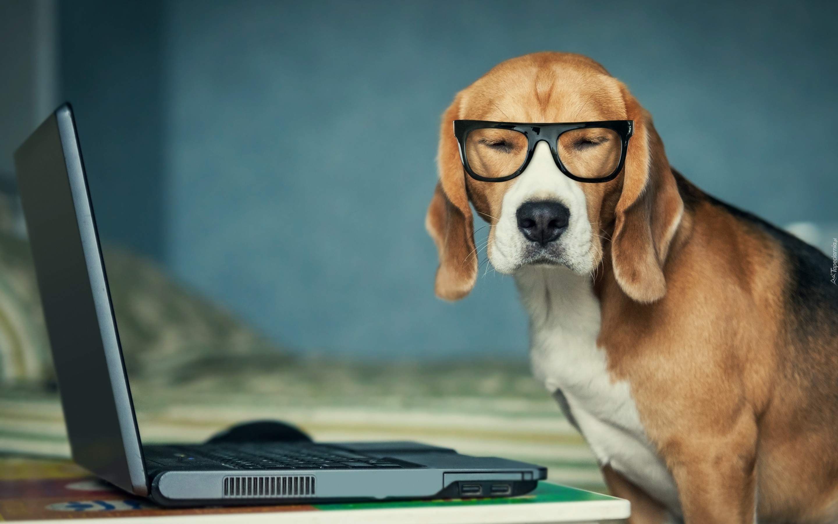 Pies, Gończy, Szwajcarski, Okulary, Laptop