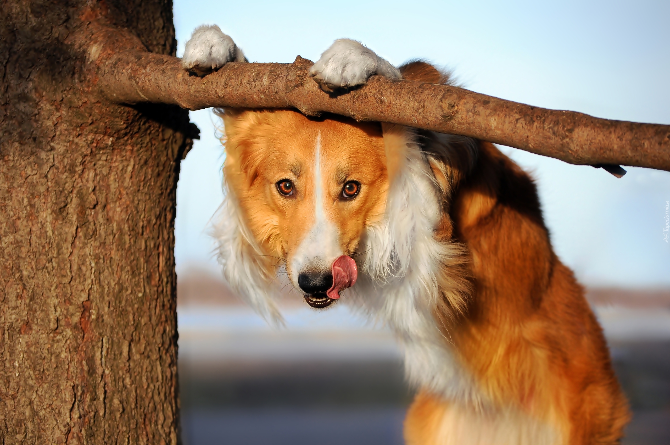 Pies, Border Collie, Język, Drzewo