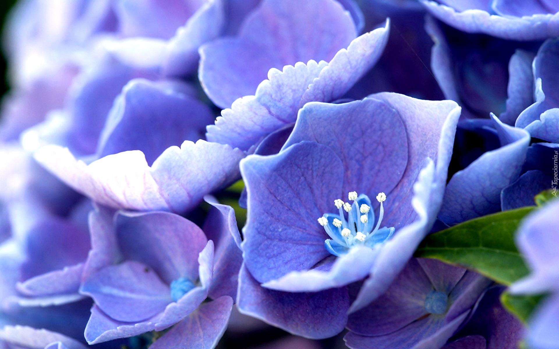 Niebieskie, Kwiaty, Pręciki, Makro