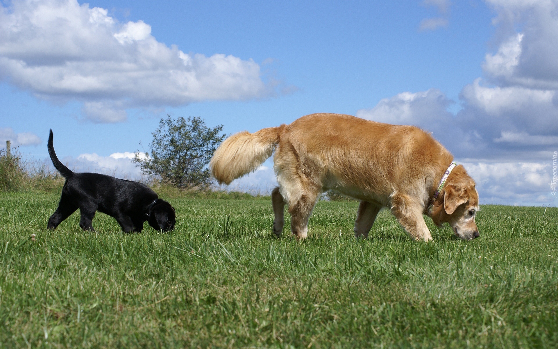 Labrador Retriever, Łąka