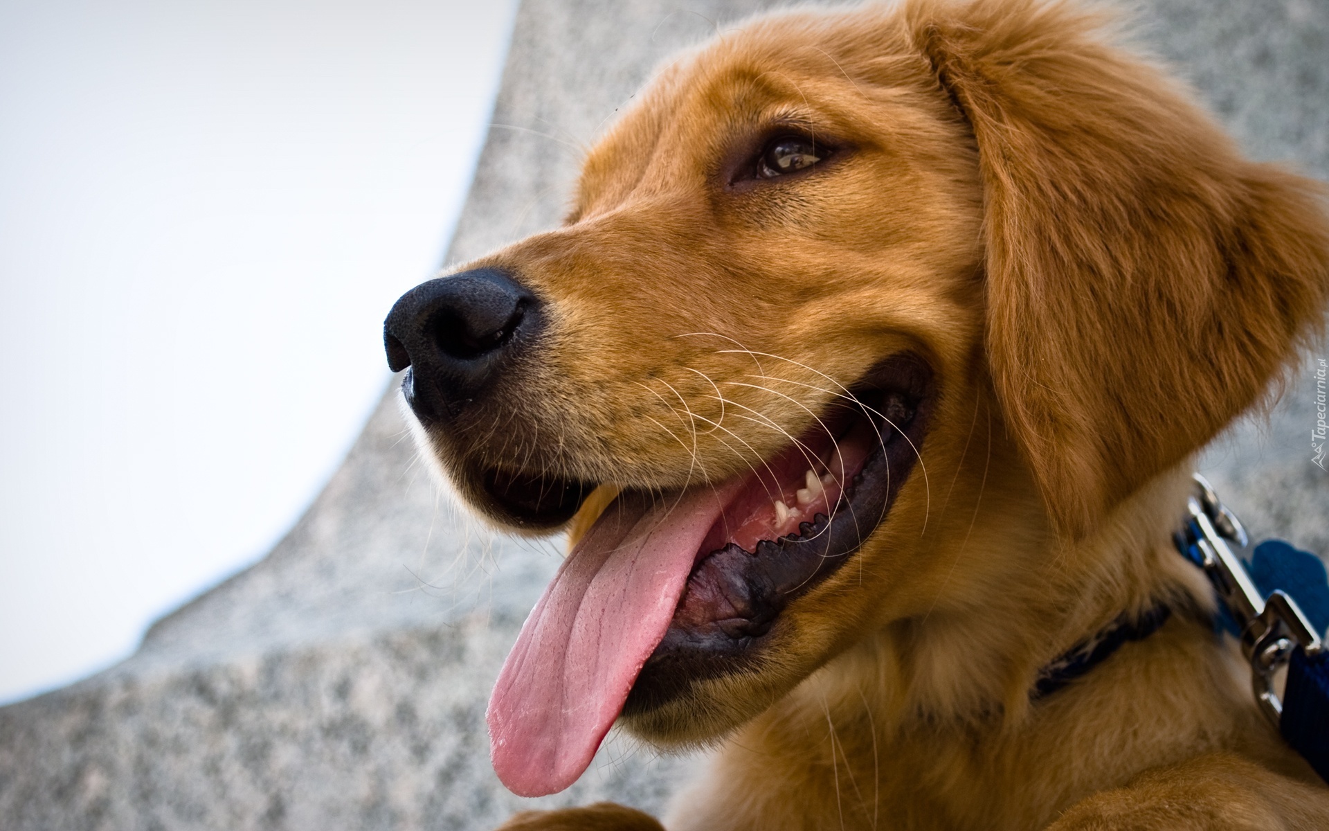 Golden Retriever, Język