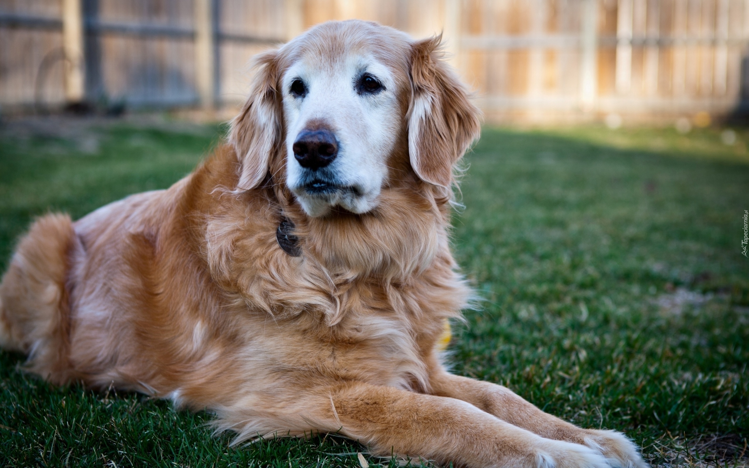 Golden Retriever, Trawa