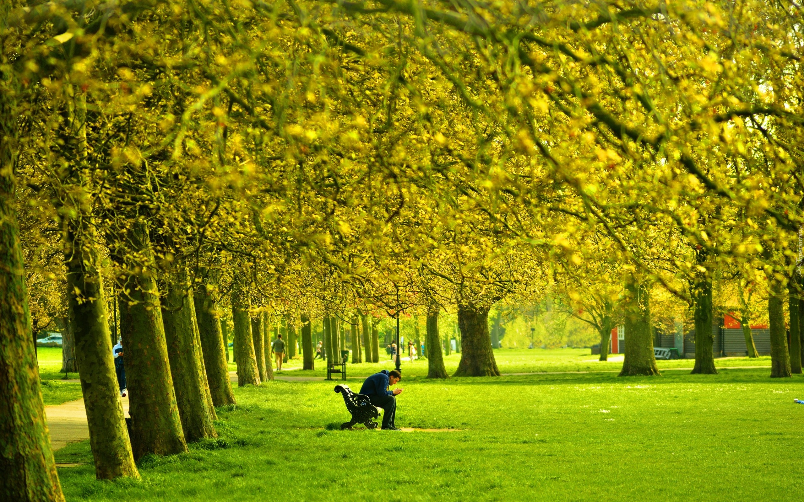 Park, Alejki, Drzewa, Ludzie, Ławka, Mężczyzna, Wiosna