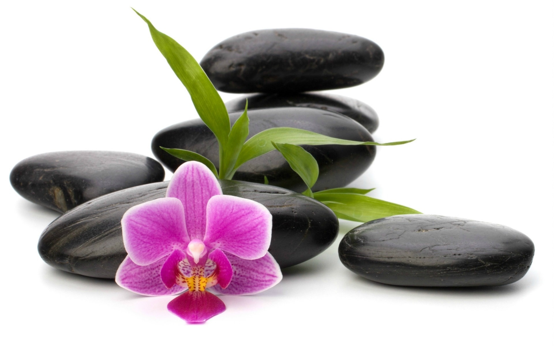 White massage. Орхидея и камни. Массаж камнями. Орхидея спа. Спа камни.
