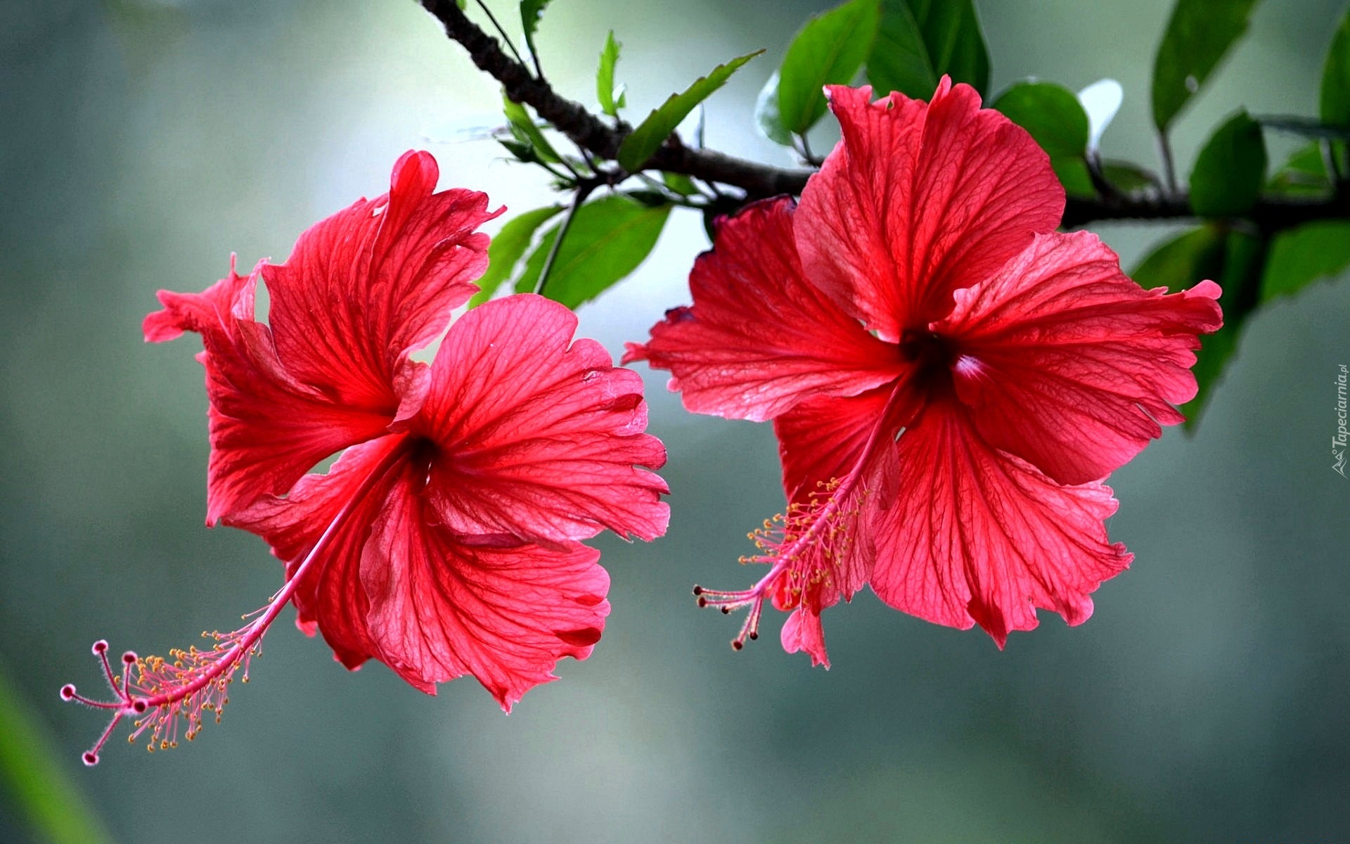 Kwiaty, Hibiskus