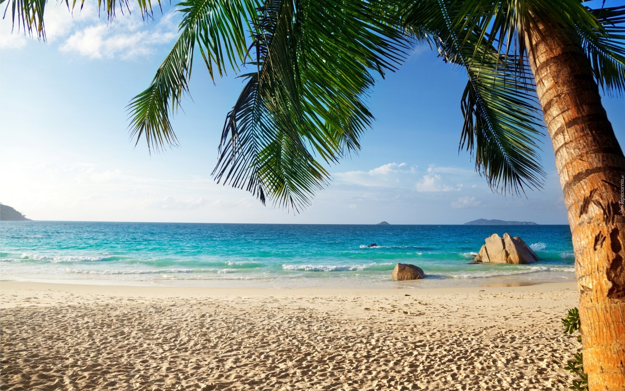 Ocean, Plaża, Palma, Tropiki