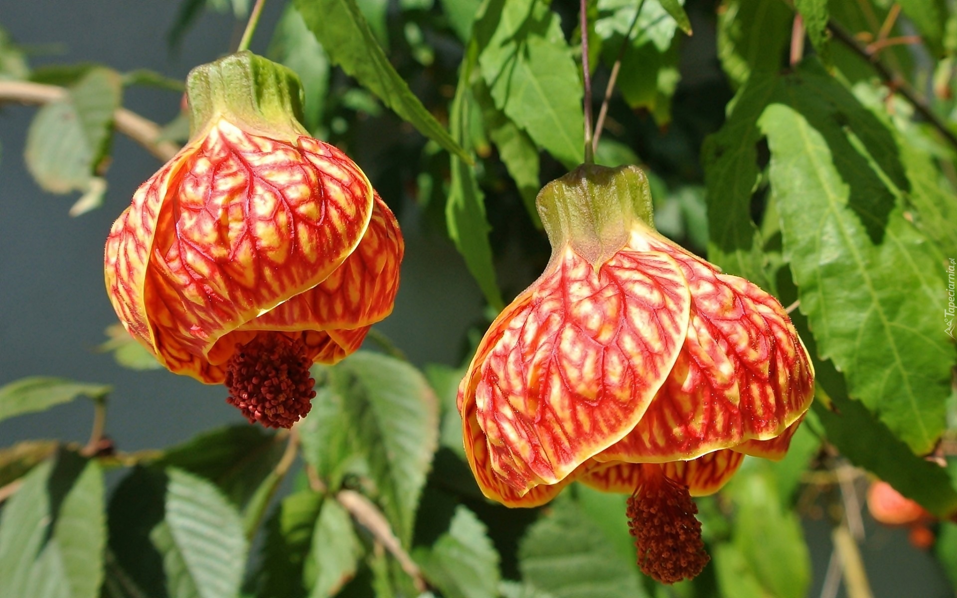 Zaślaz Mieszańcowy, Abutilon, Pomarańczowe, Kwiaty