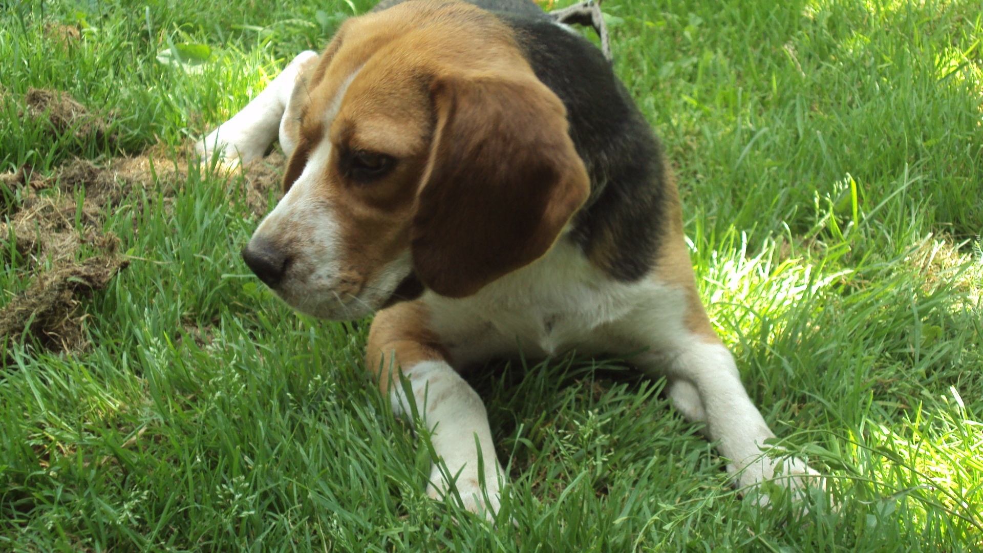 Beagle, Trawa