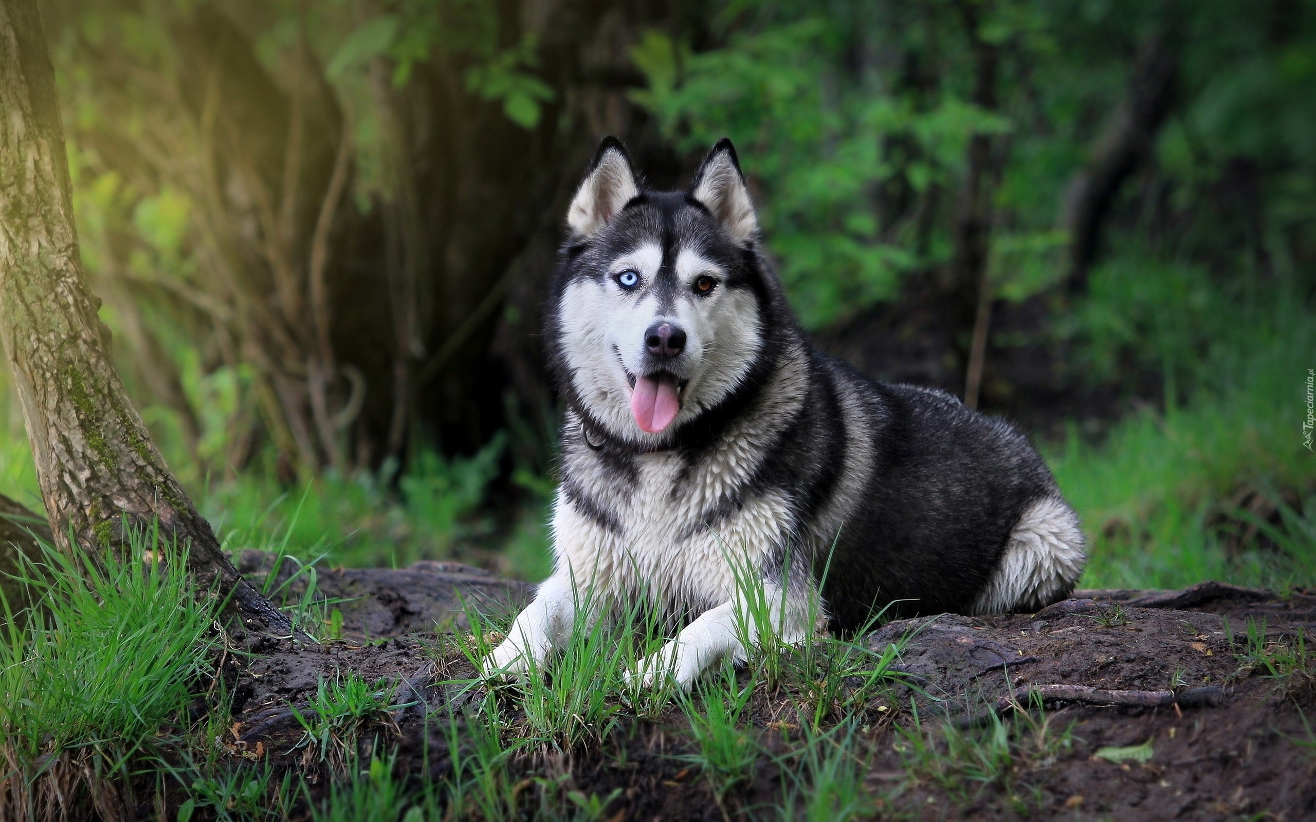 Siberian Husky, Język, Trawa