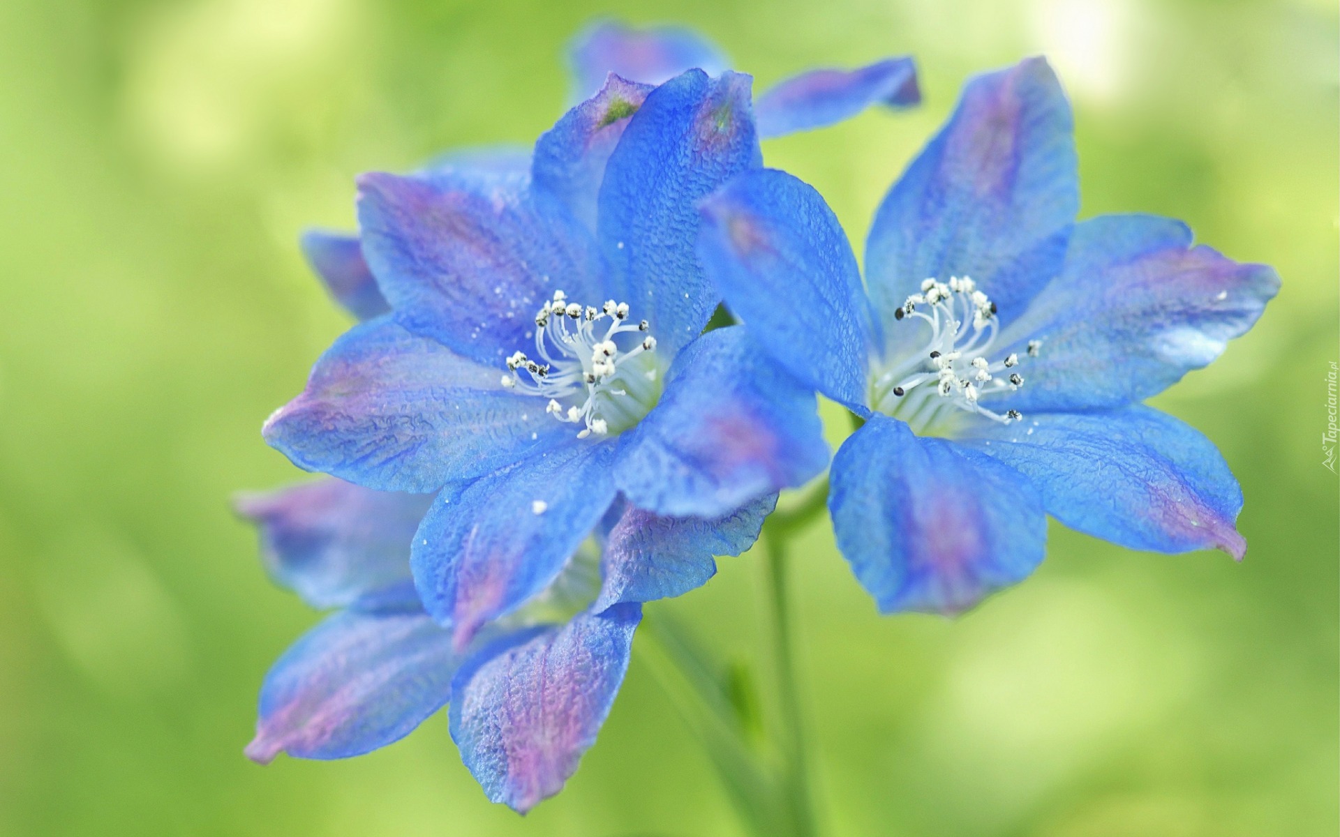 Niebieski, Kwiatki, Kwiatuszki