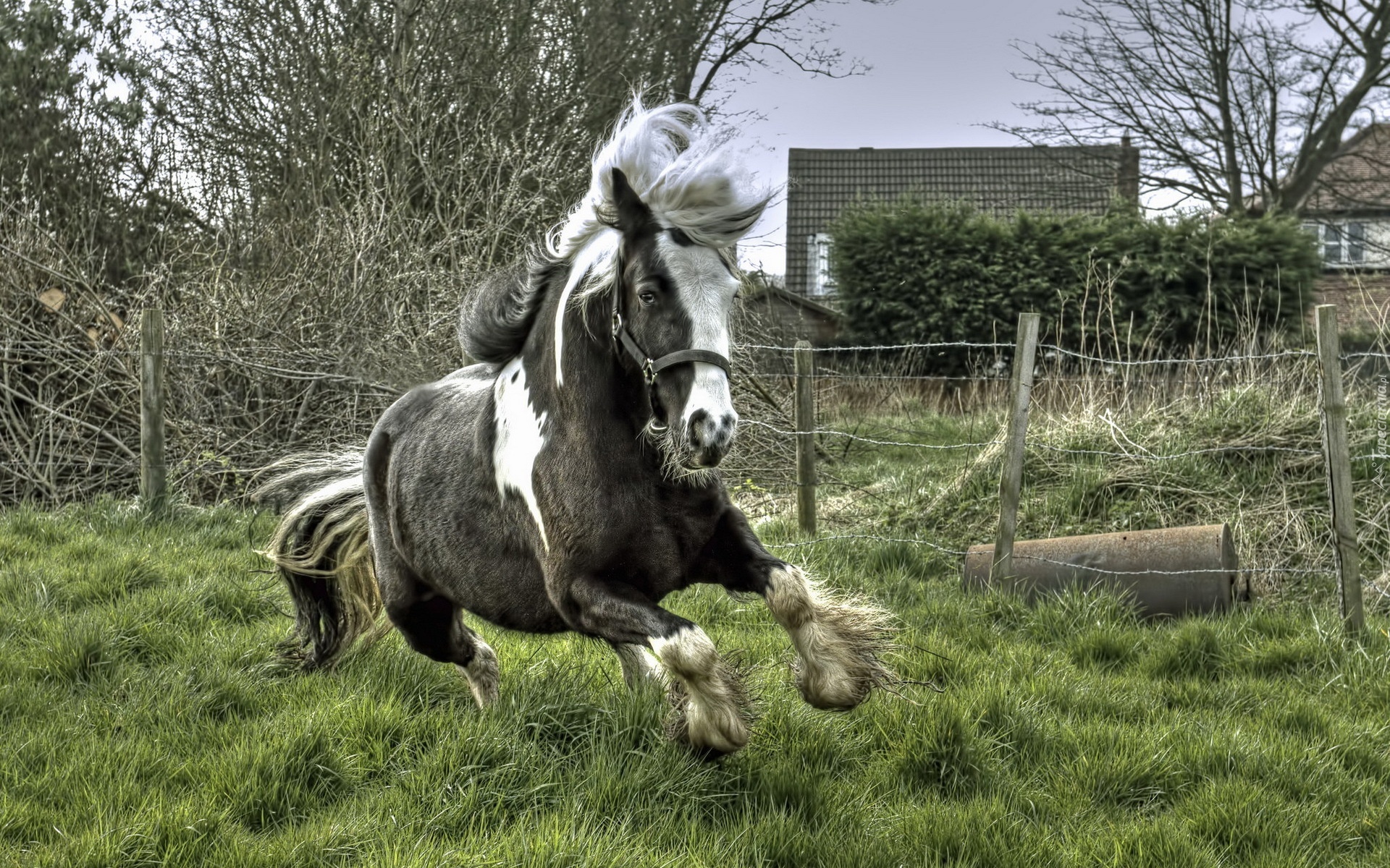 Koń, Galop, Trawa