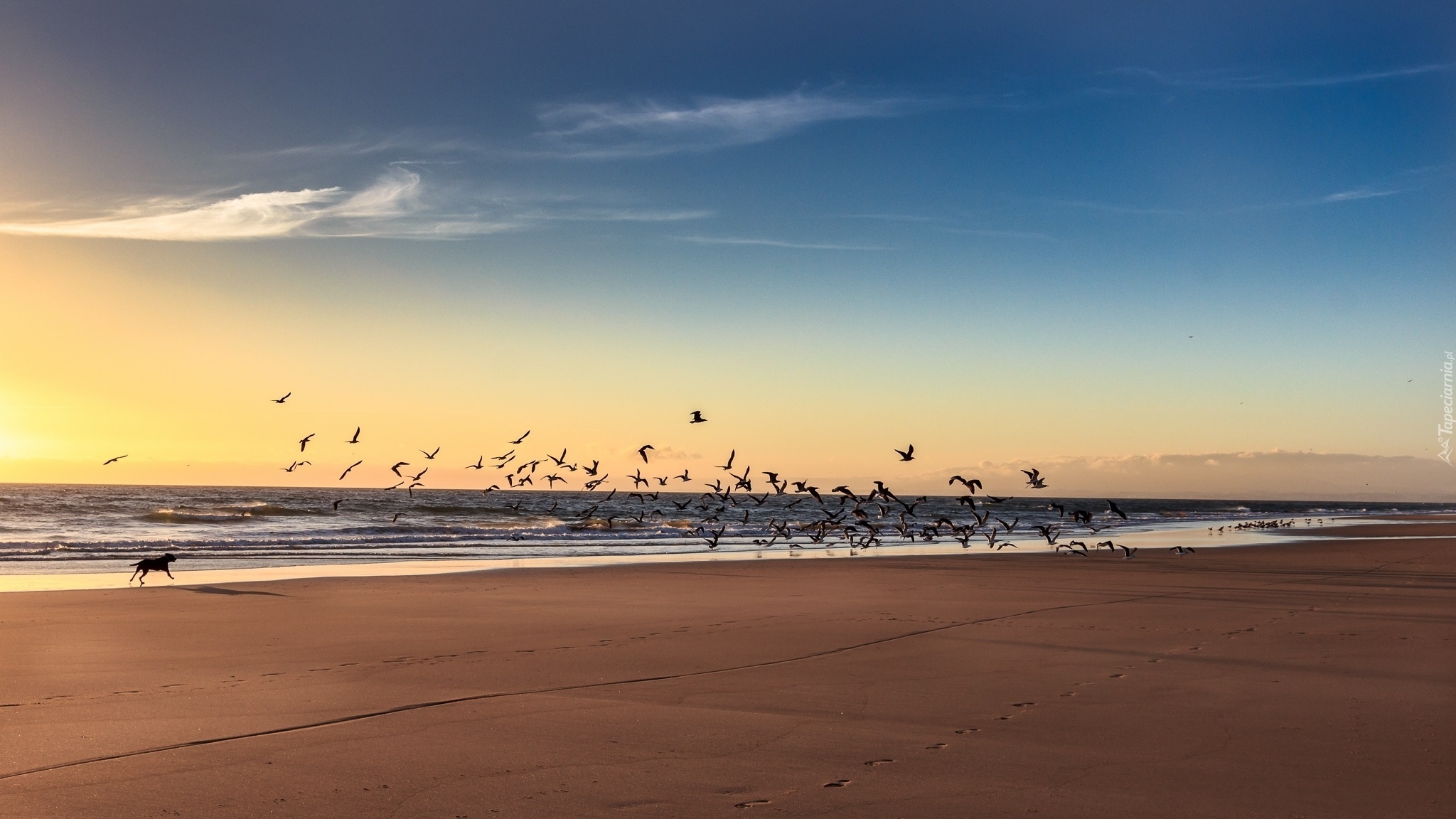 Morze, Plaża, Poranek, Wschód Słońca, Ptaki, Pies