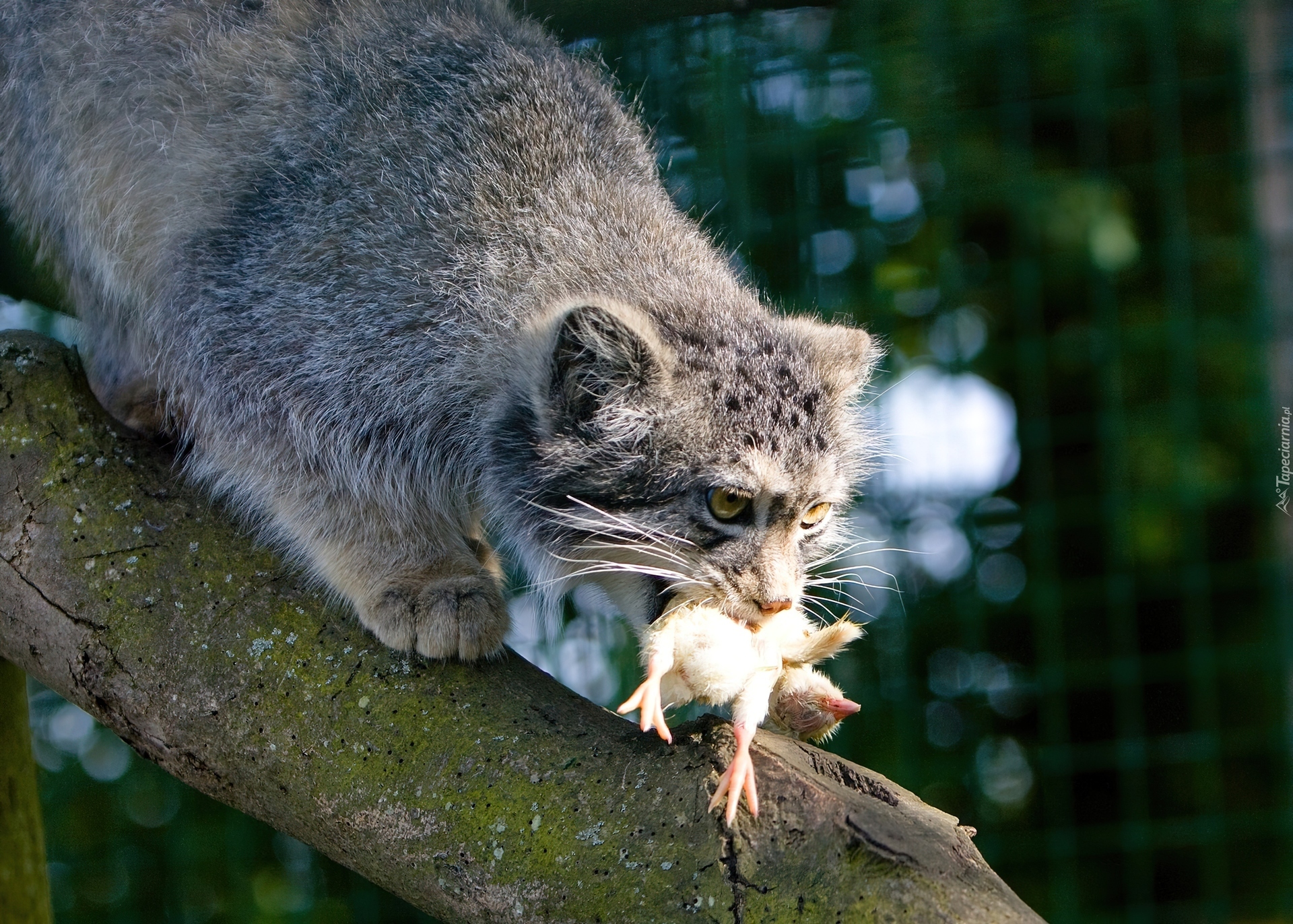 Manul, Zdobycz, Konar