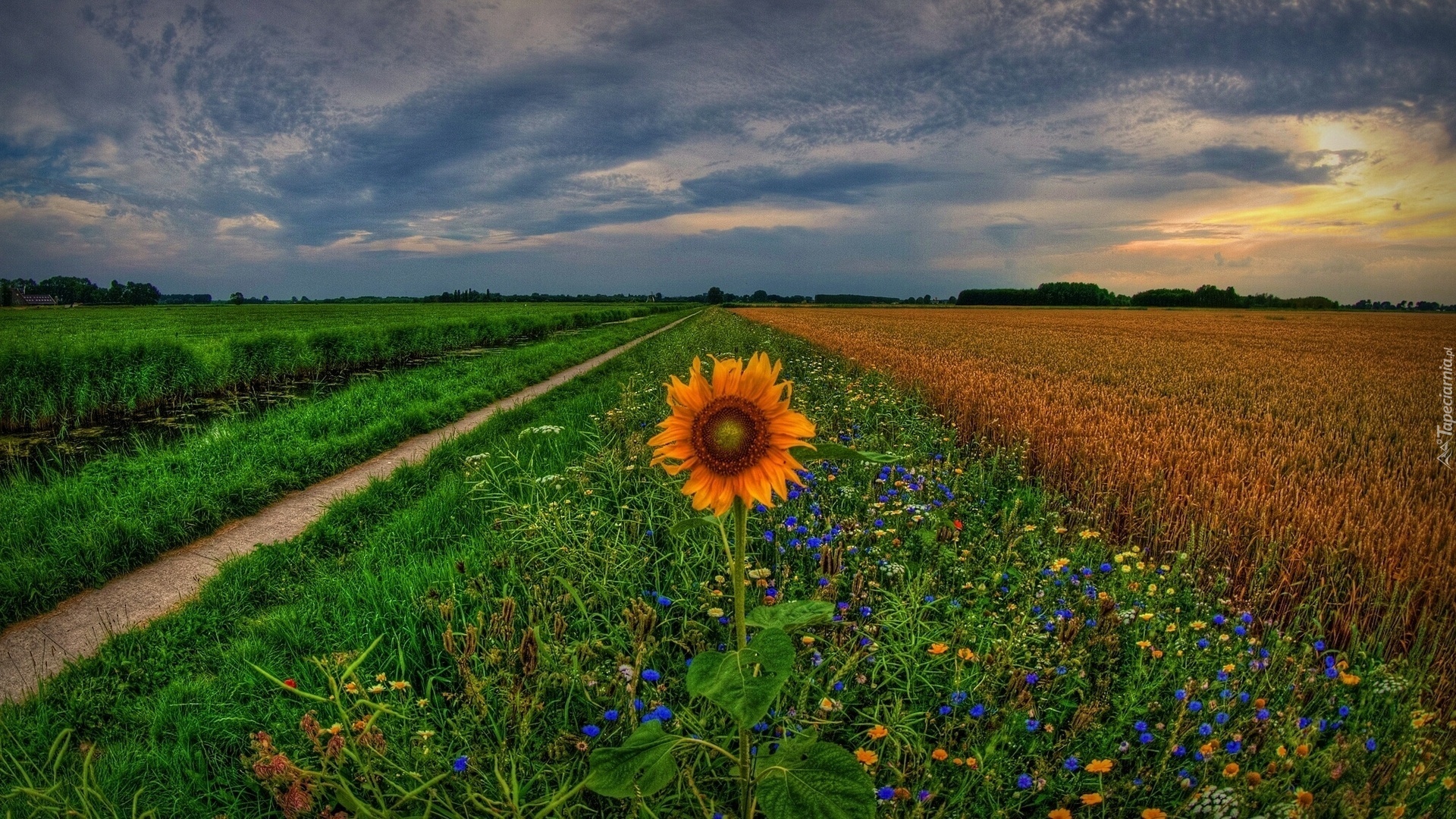 Pole, Trawa, Kwiaty, Słonecznik, Ścieżka, Niebo, Zachód, Słońca