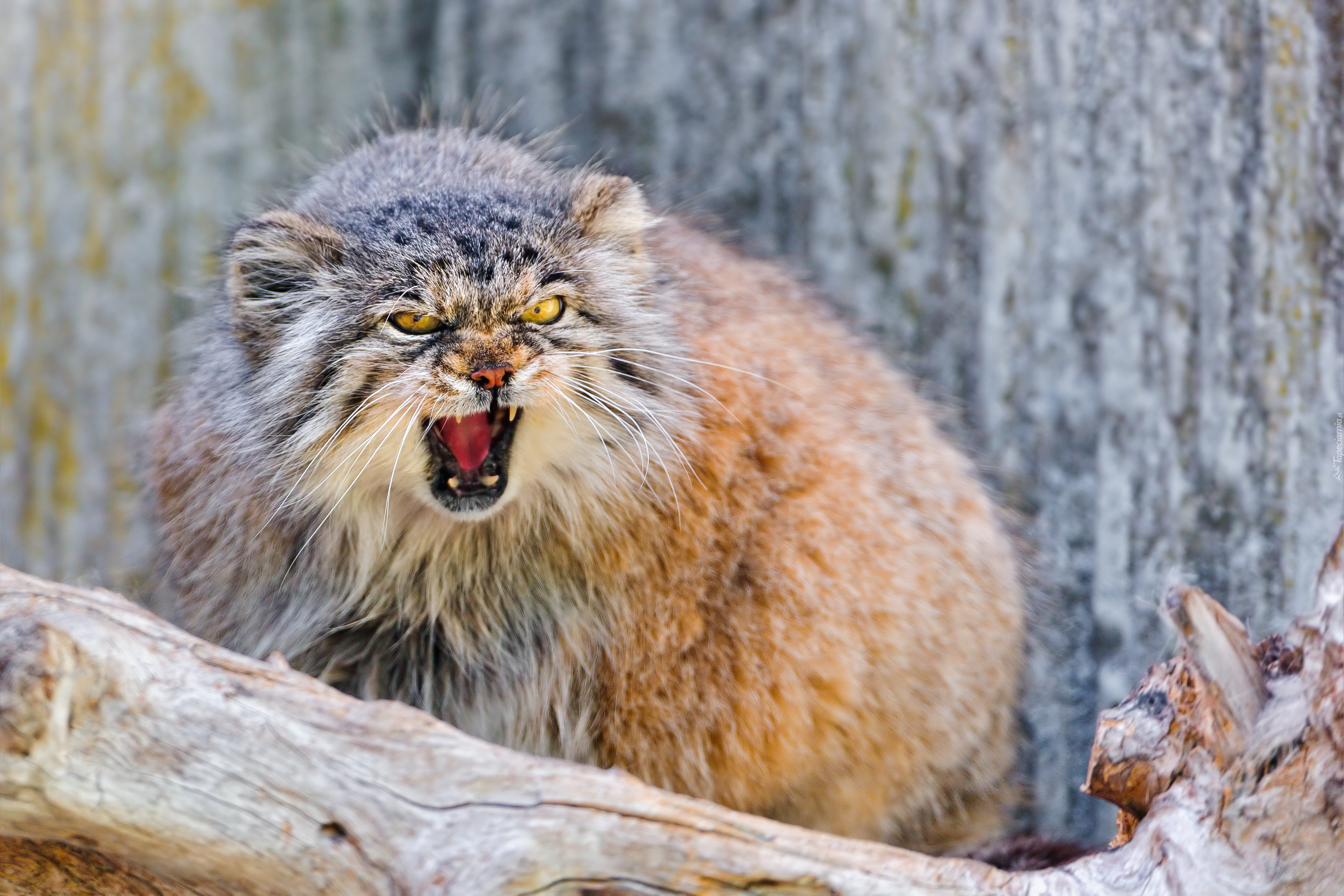 Głodny, Manul