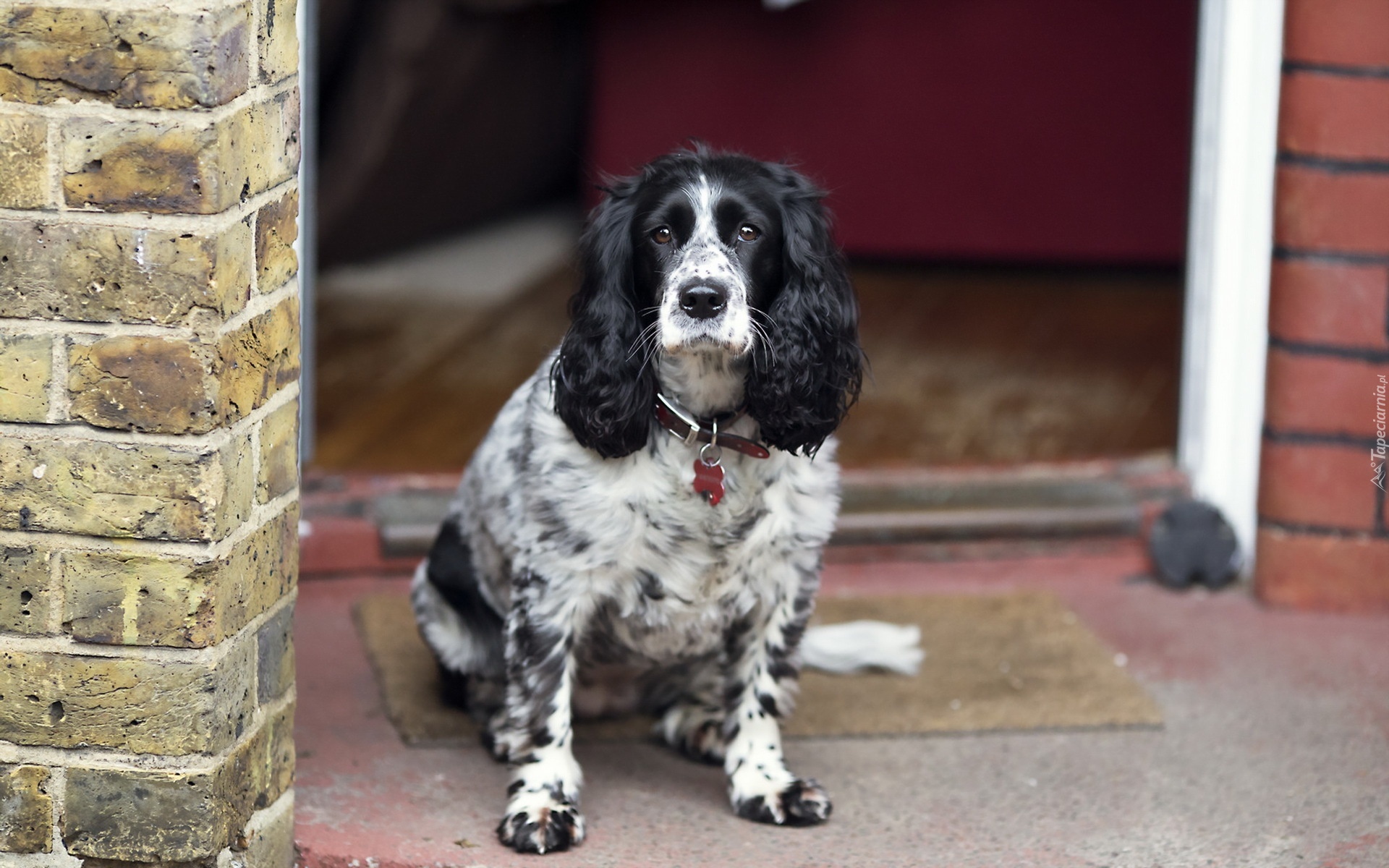 Cocker, Spaniel, Angielski, Fasada, Domu