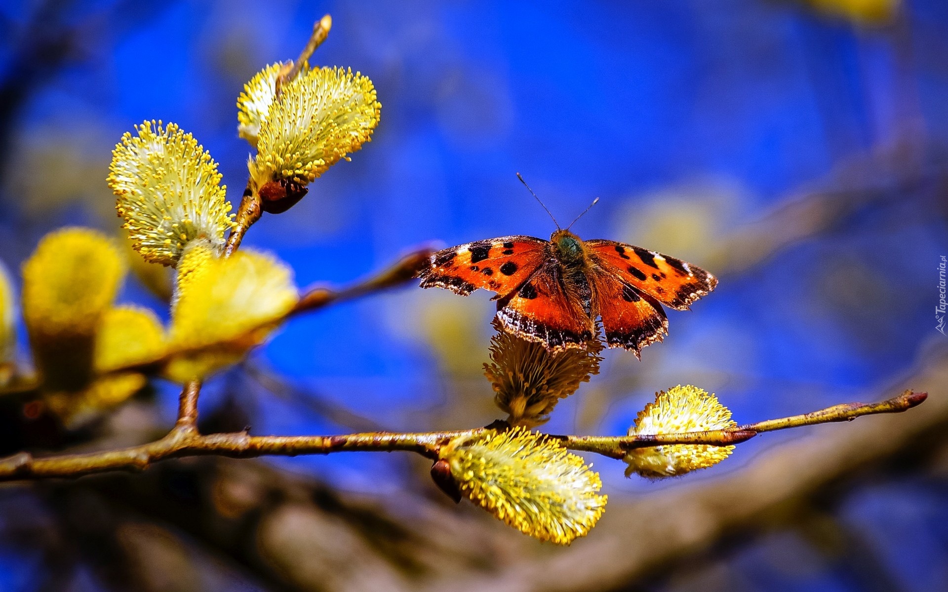 Wierzba, Gałąź, Bazie, Piękny, Motyl