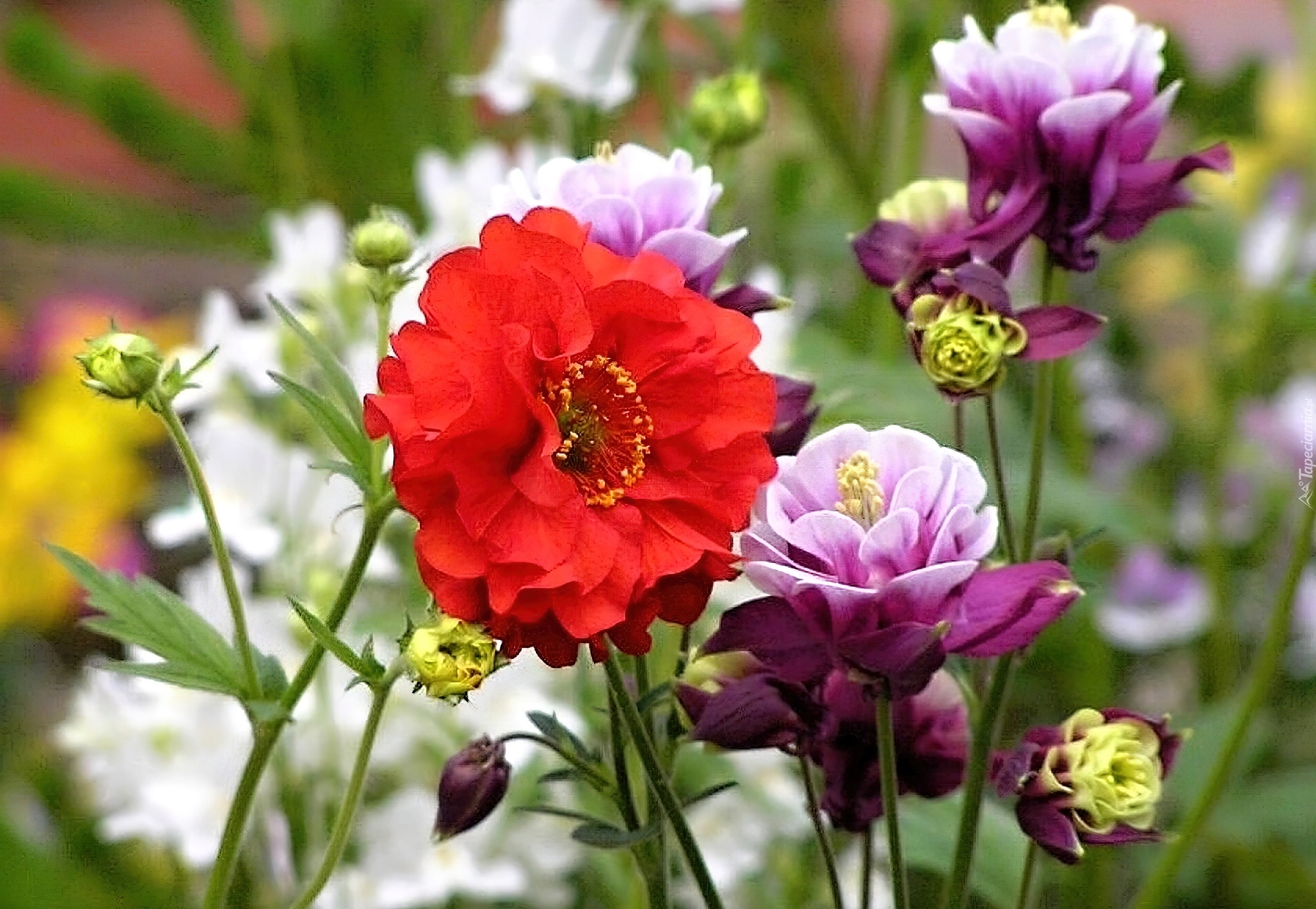 Ogród, Kolorowe, Kwiaty