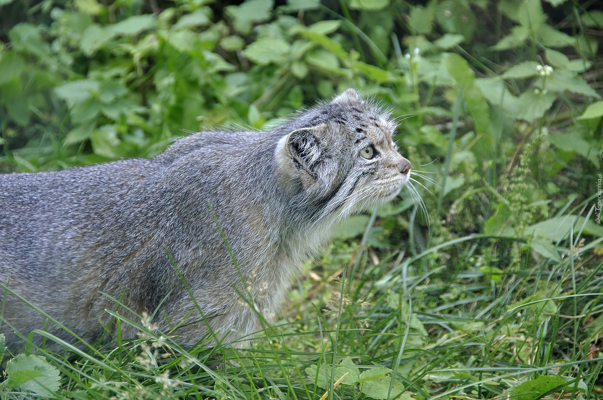 Manul, Zieleń