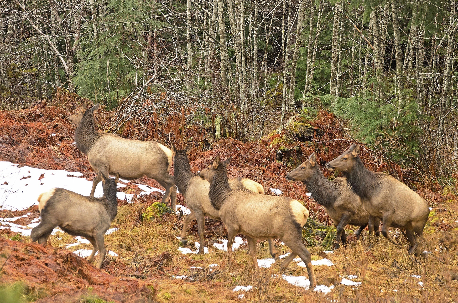 Kanada, Wapiti, Łanie, Las