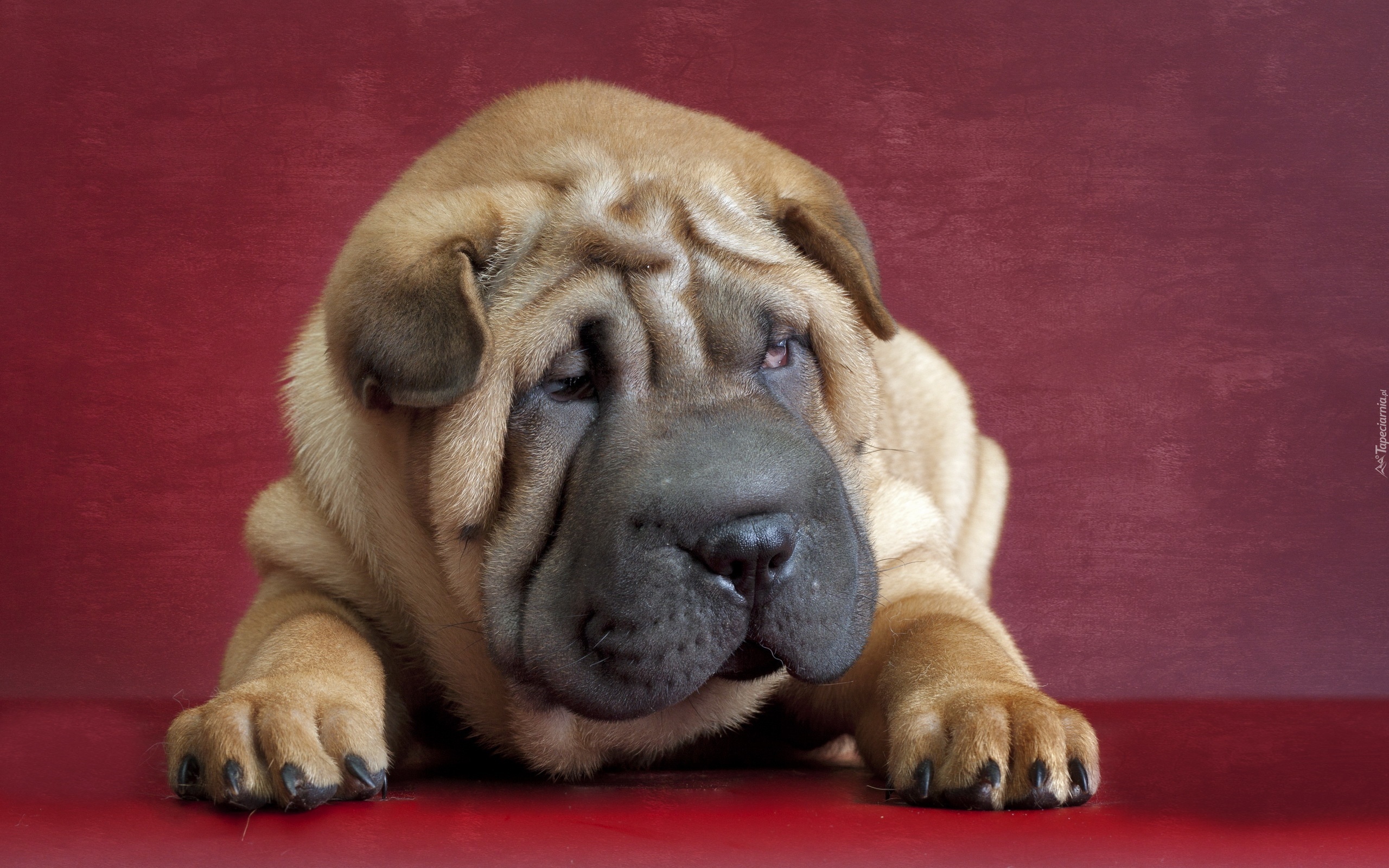 Shar Pei