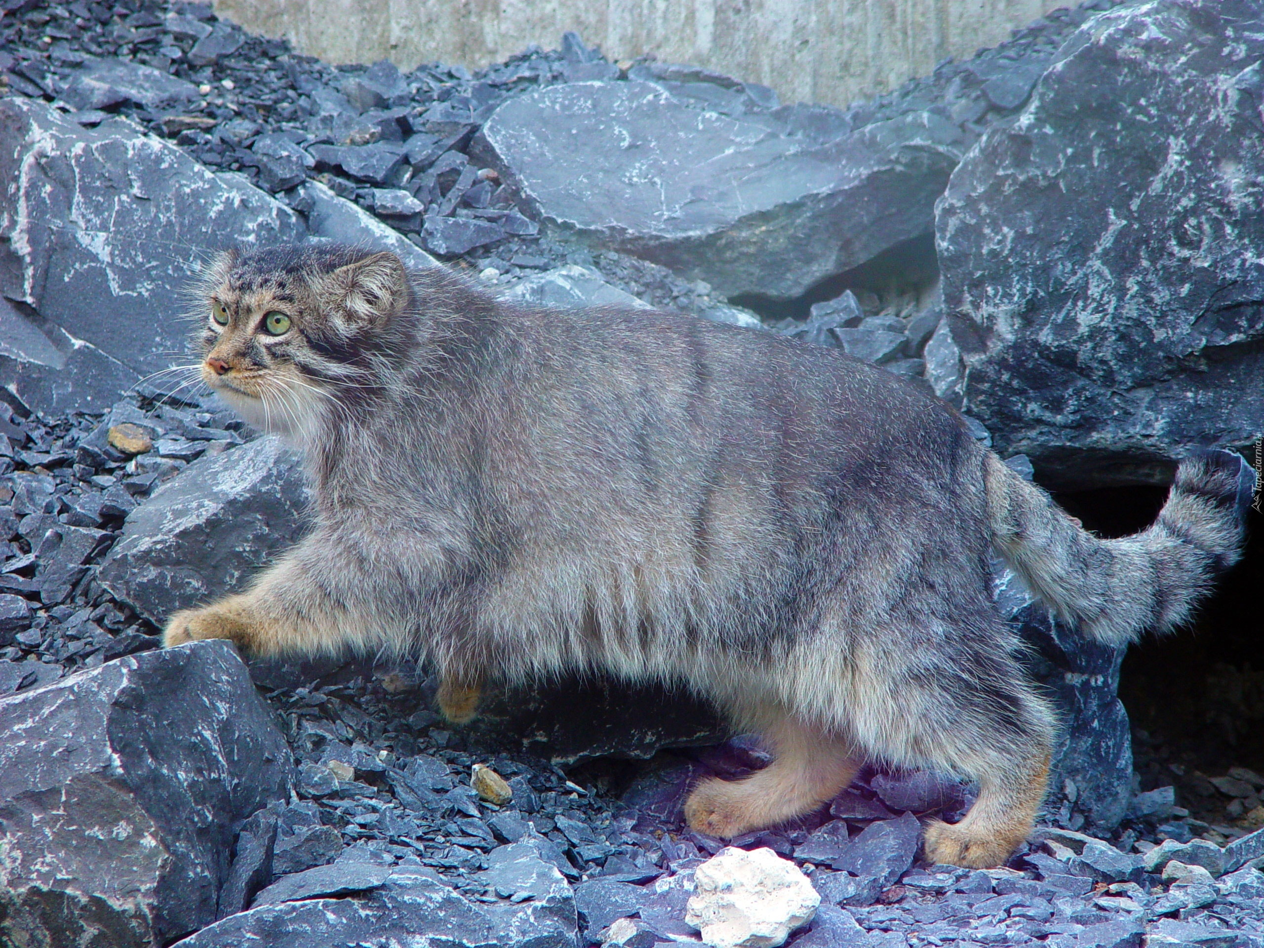 Manul, Skały