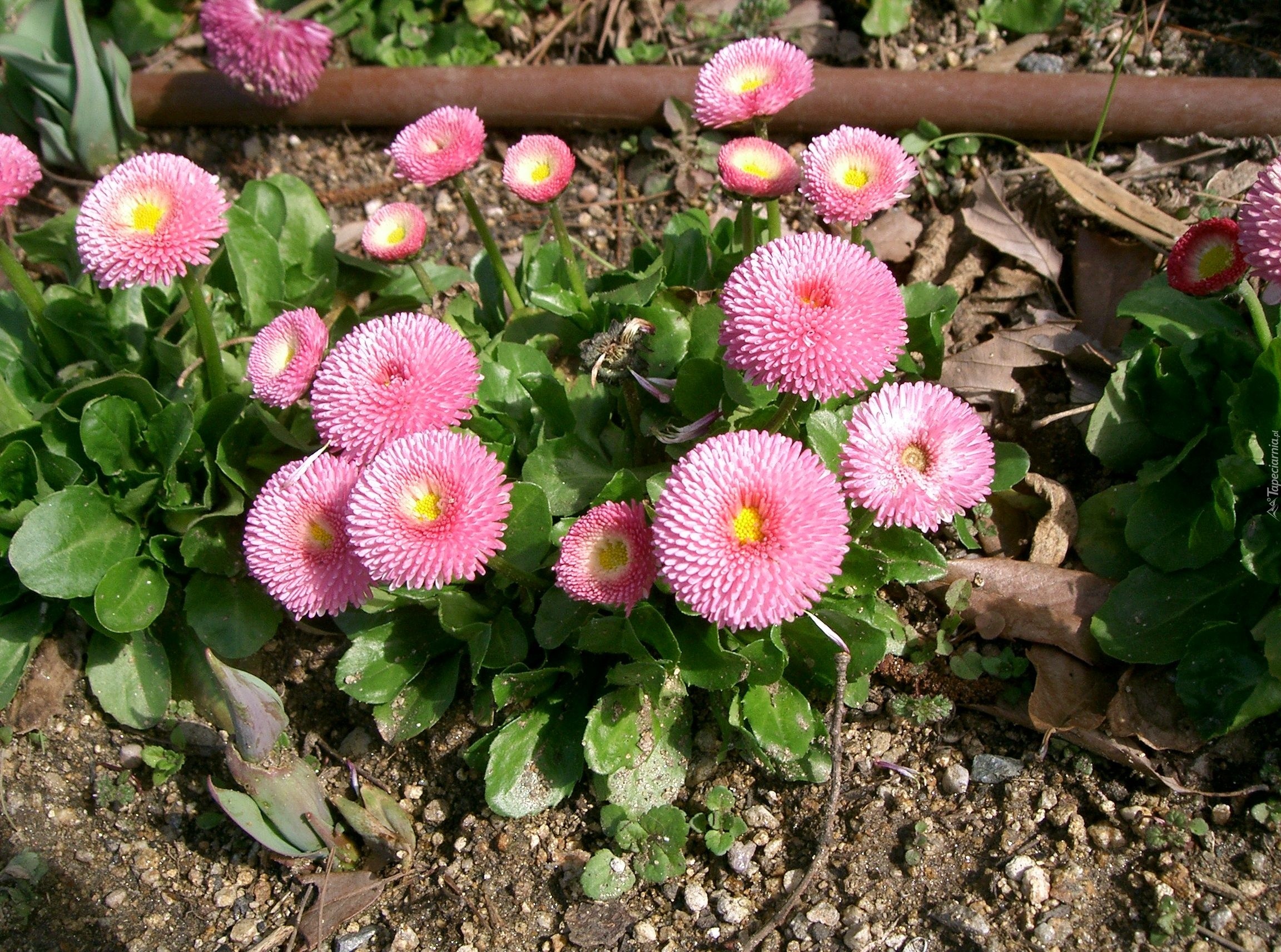 Маргаритка детский сад. Маргаритка многолетняя Bellis perennis. Маргаритка многолетняя Тассо. Bellis perennis (Беллис Переннис ) Маргаритка многолетняя. Маргаритка многолетняя Тассо Стробери энд Крим.