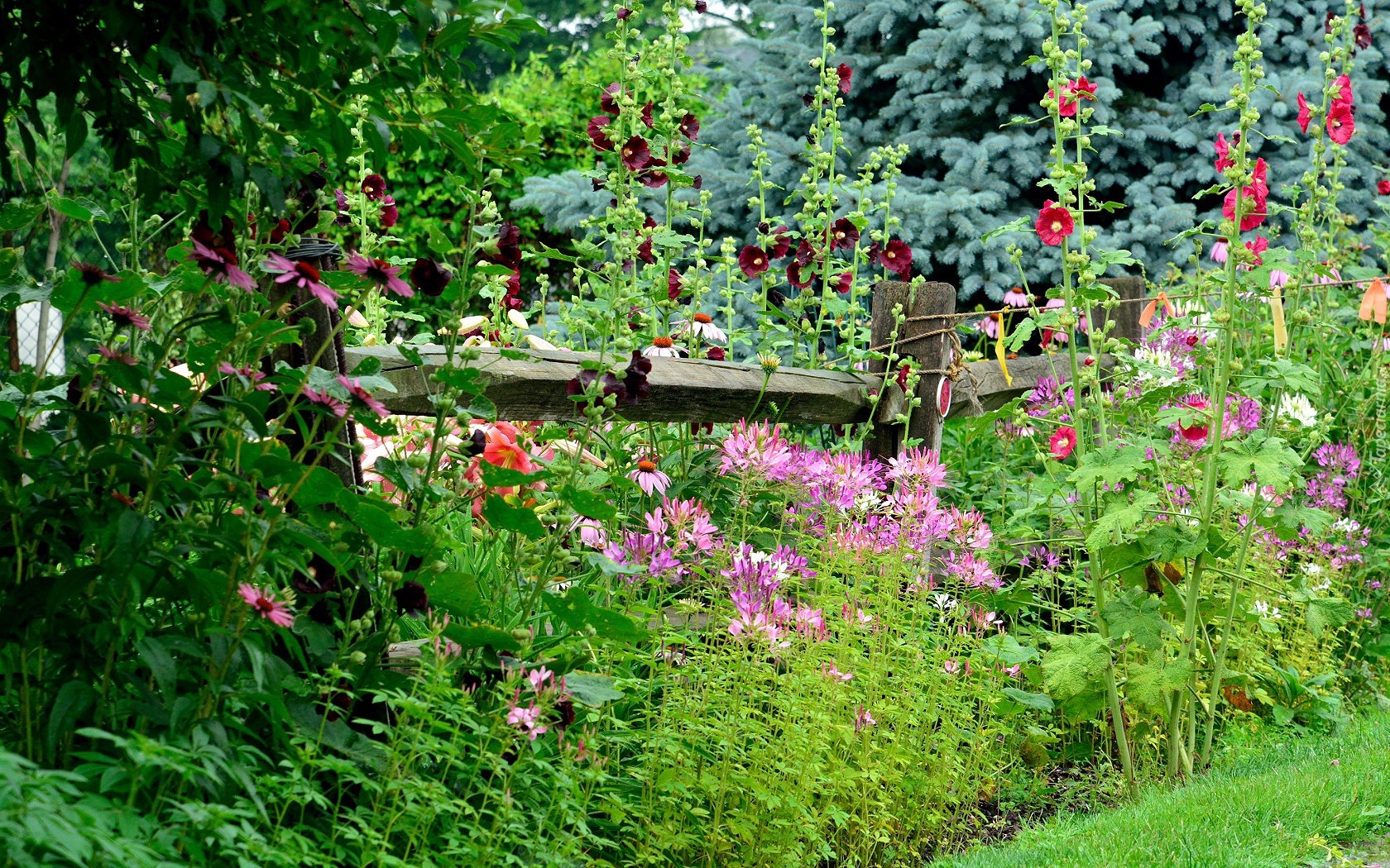 Ogródek, Kwiaty, Malwy