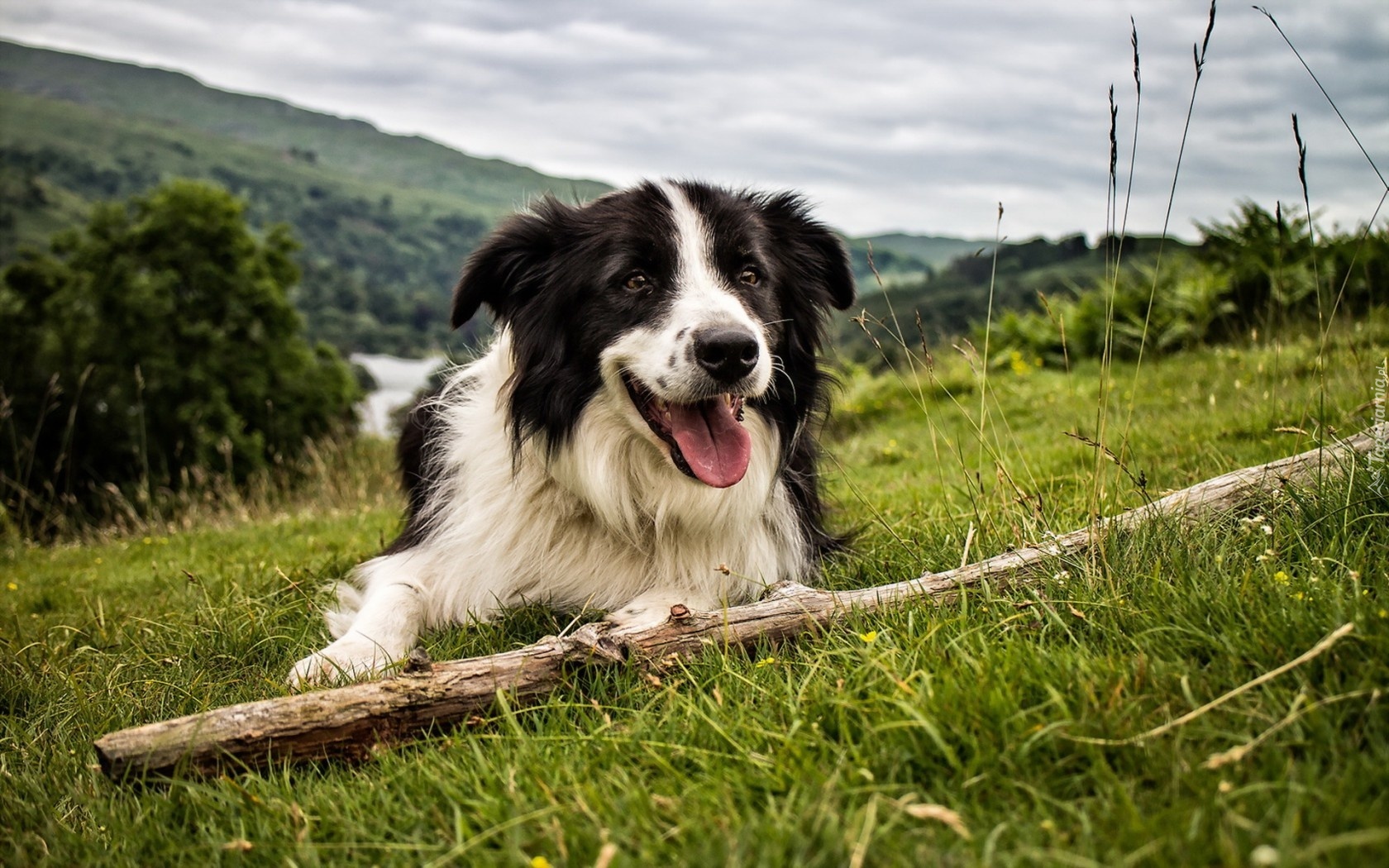 Border Collie, Łąka, Kij