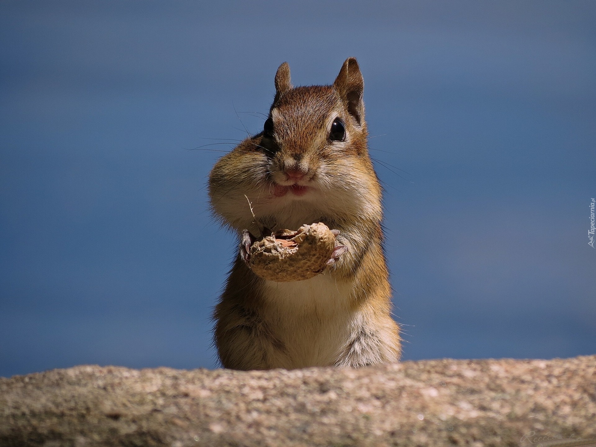 Chipmunk, Orzeszek, Niebo